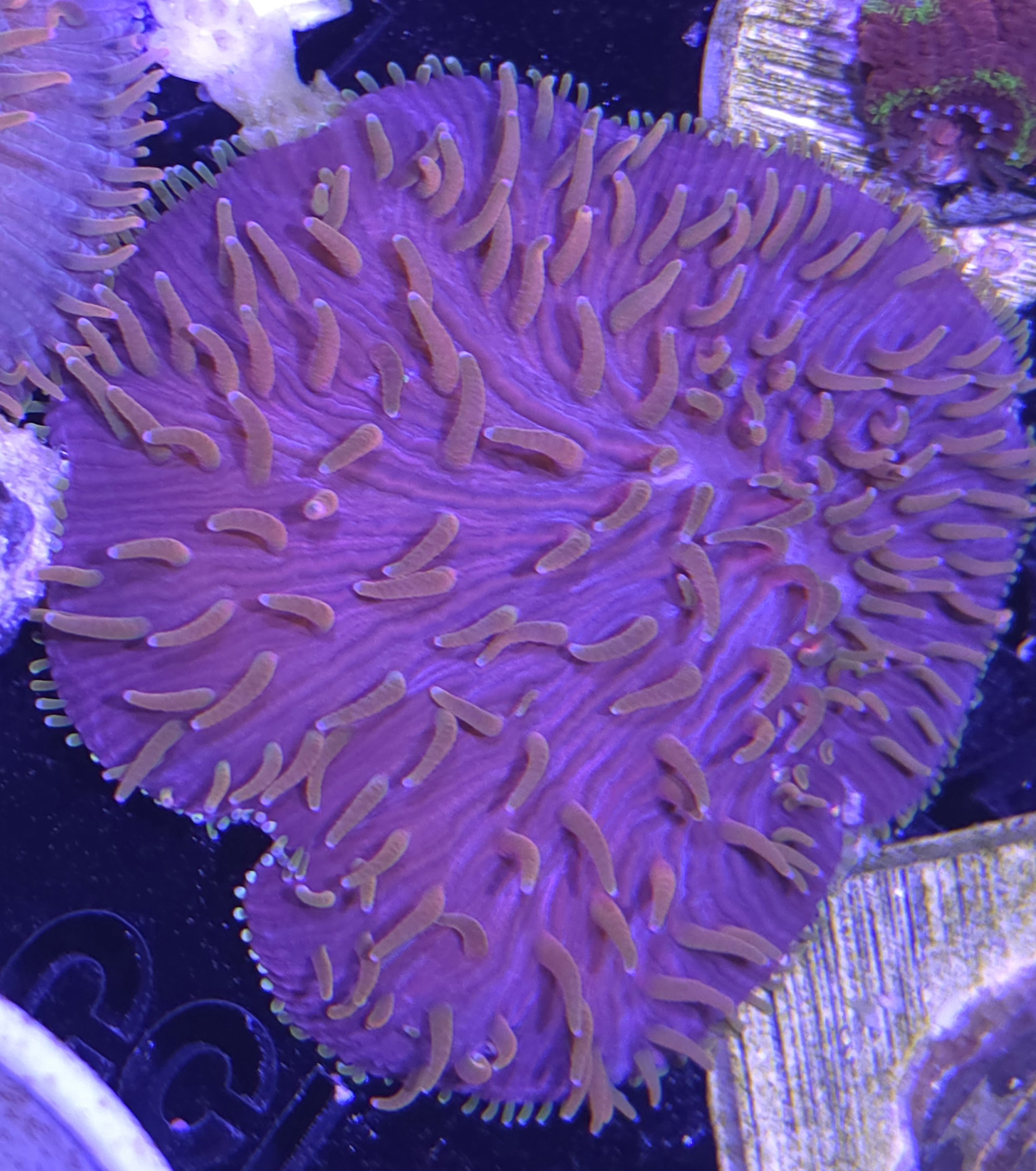 Rainbow diaseris plate coral