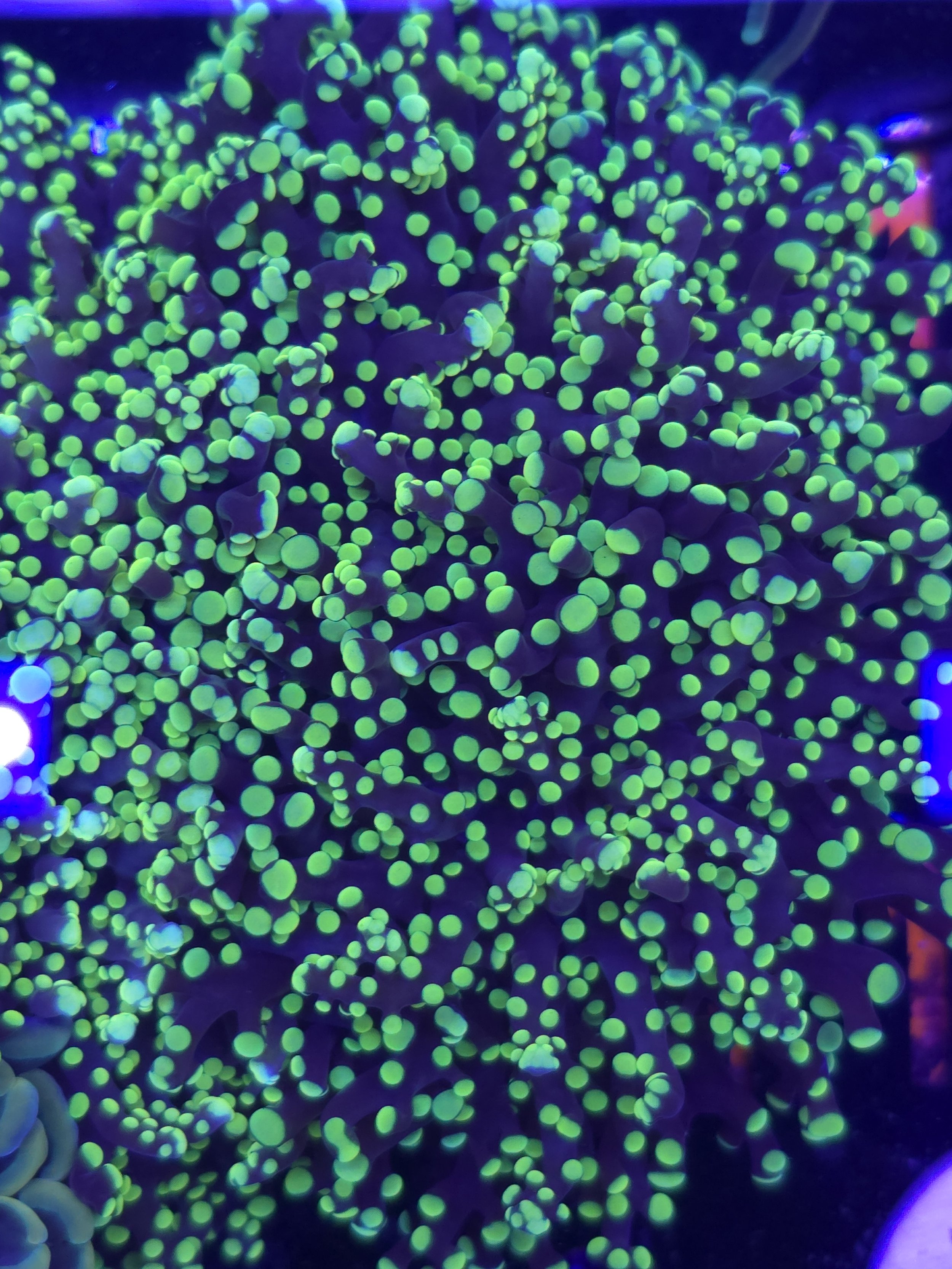 Yellow yaeyamaensis octospawn