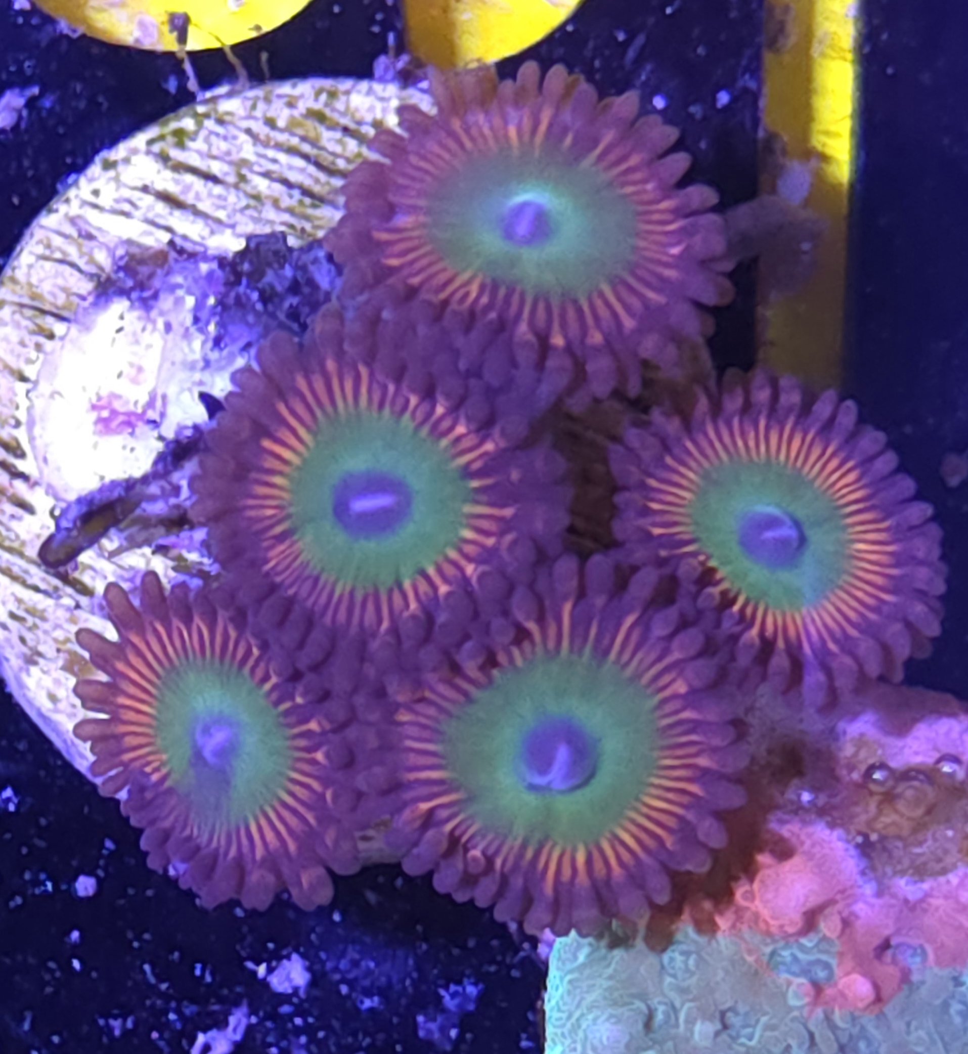 Bowser zoas