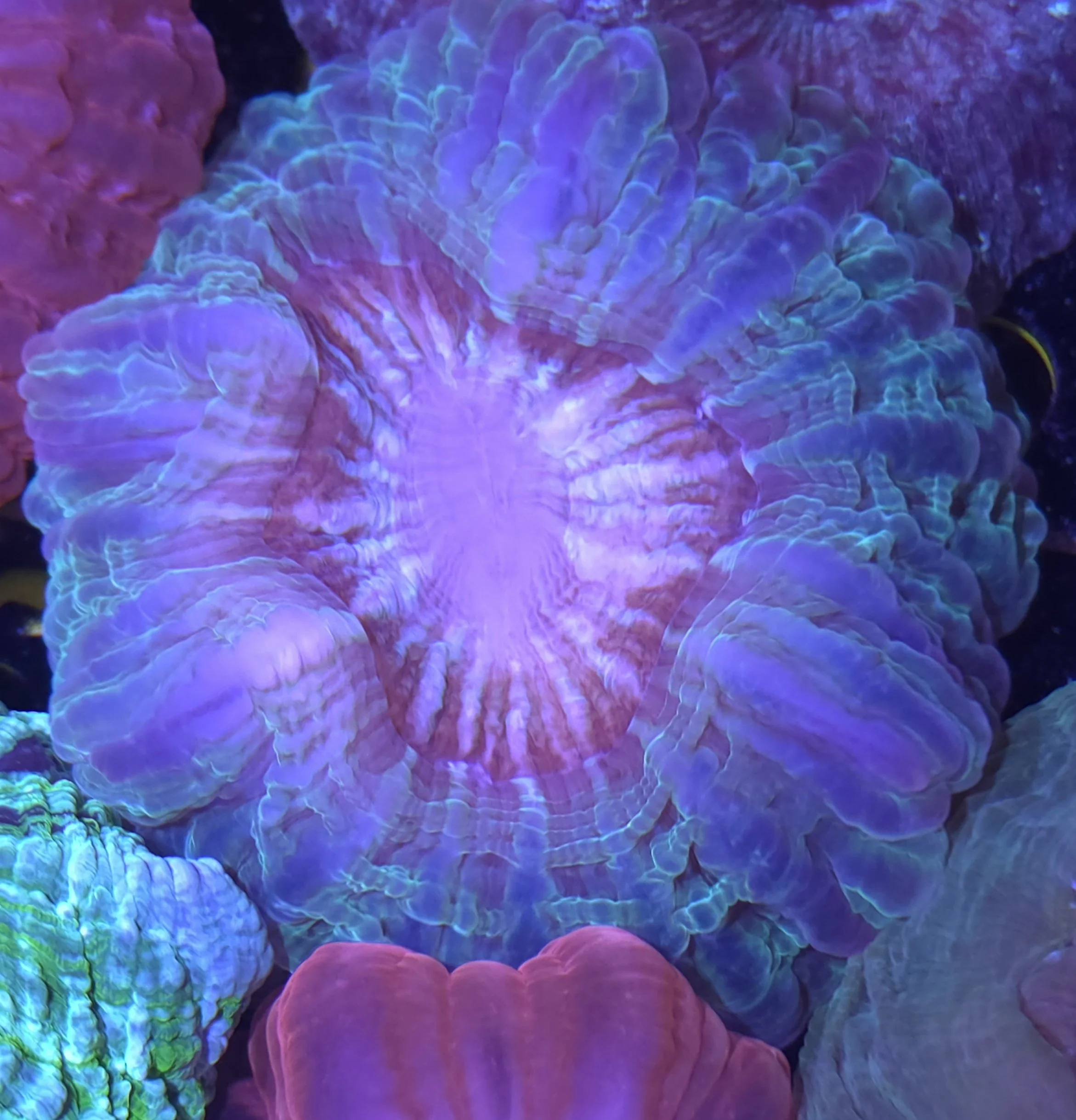 Indophyllia