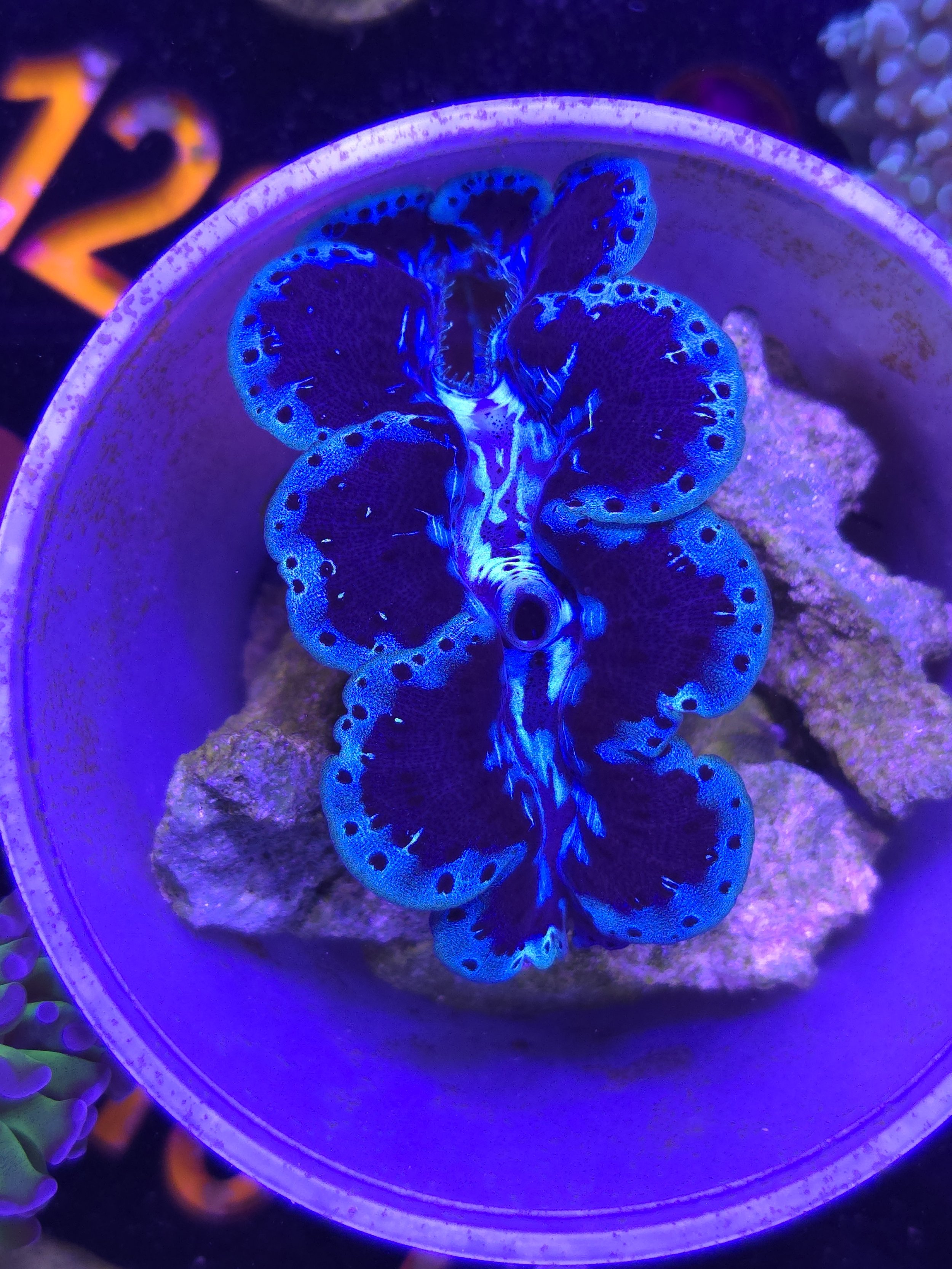 Ultra blue maxima clam