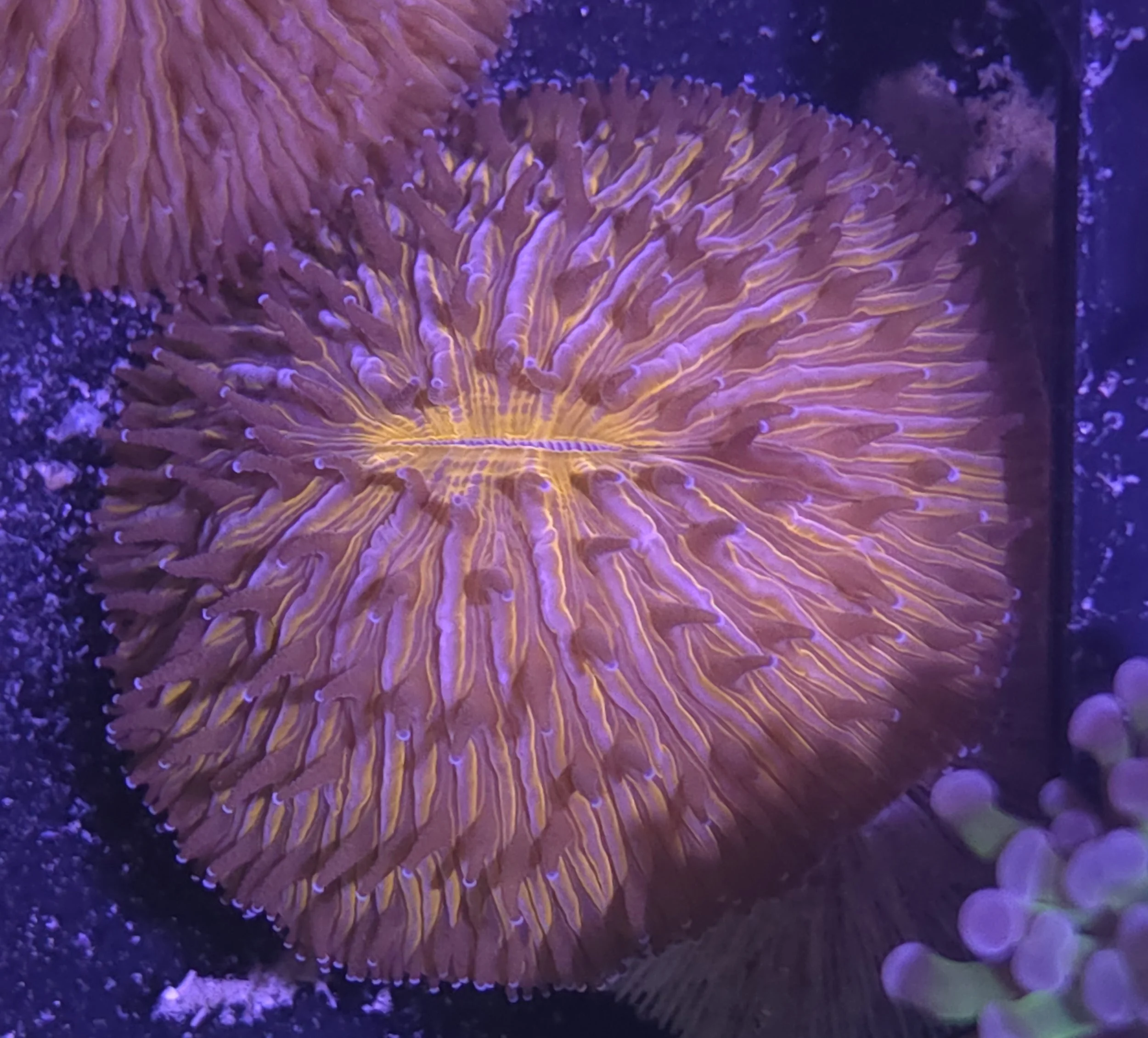 Orange fungia plate coral