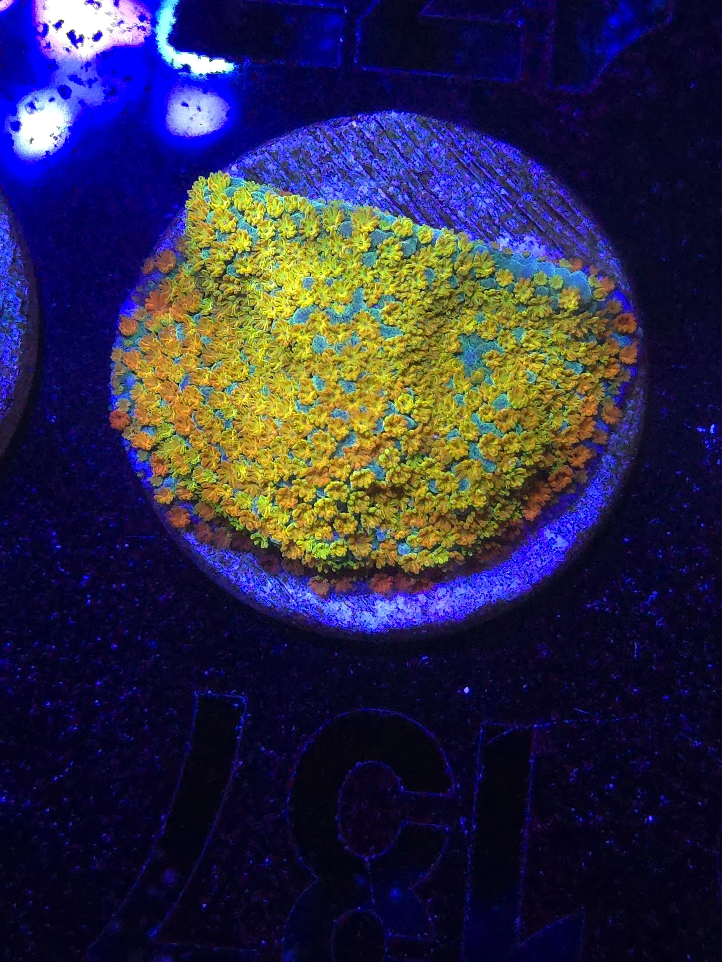 Rainbow montipora
