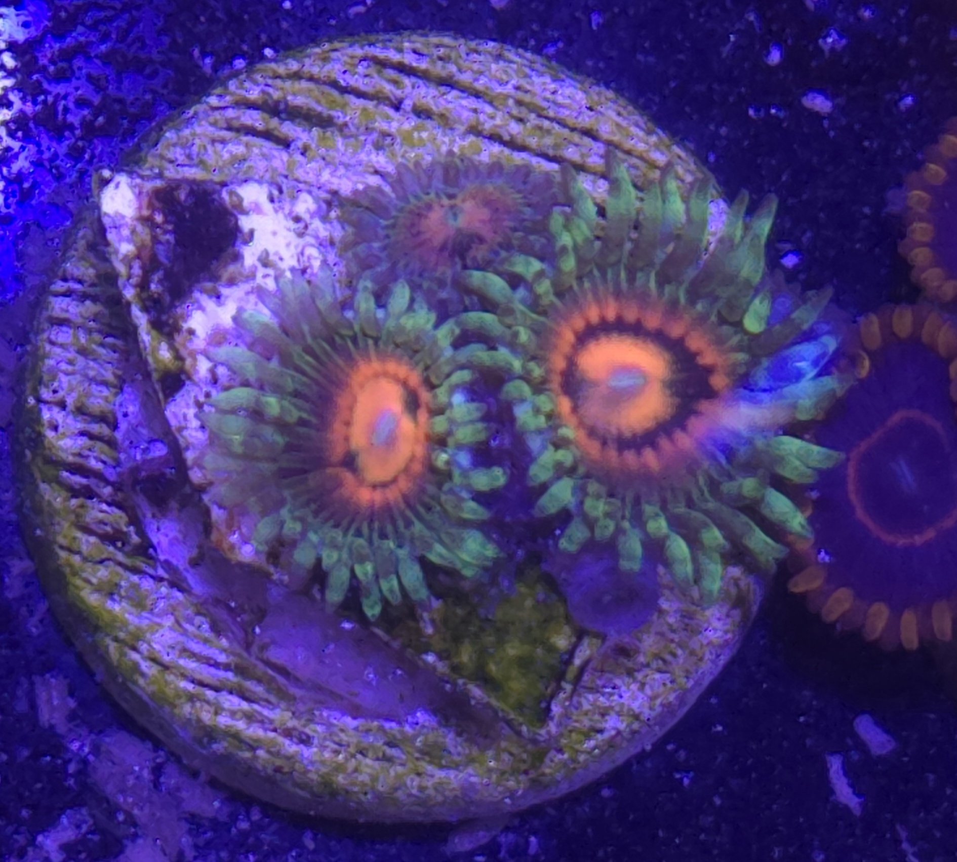 Rainbow incinerator zoa