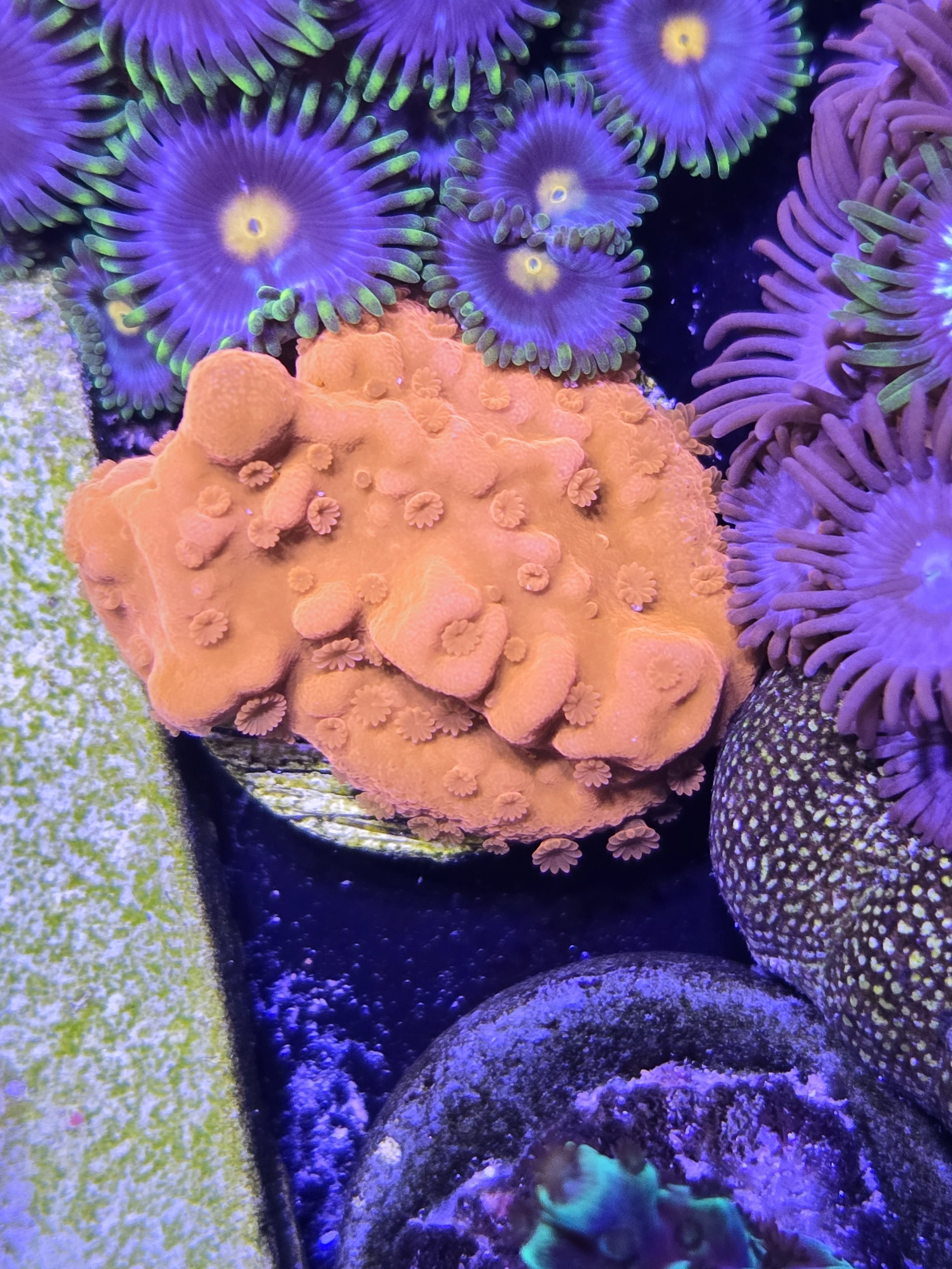 Montipora Setosa