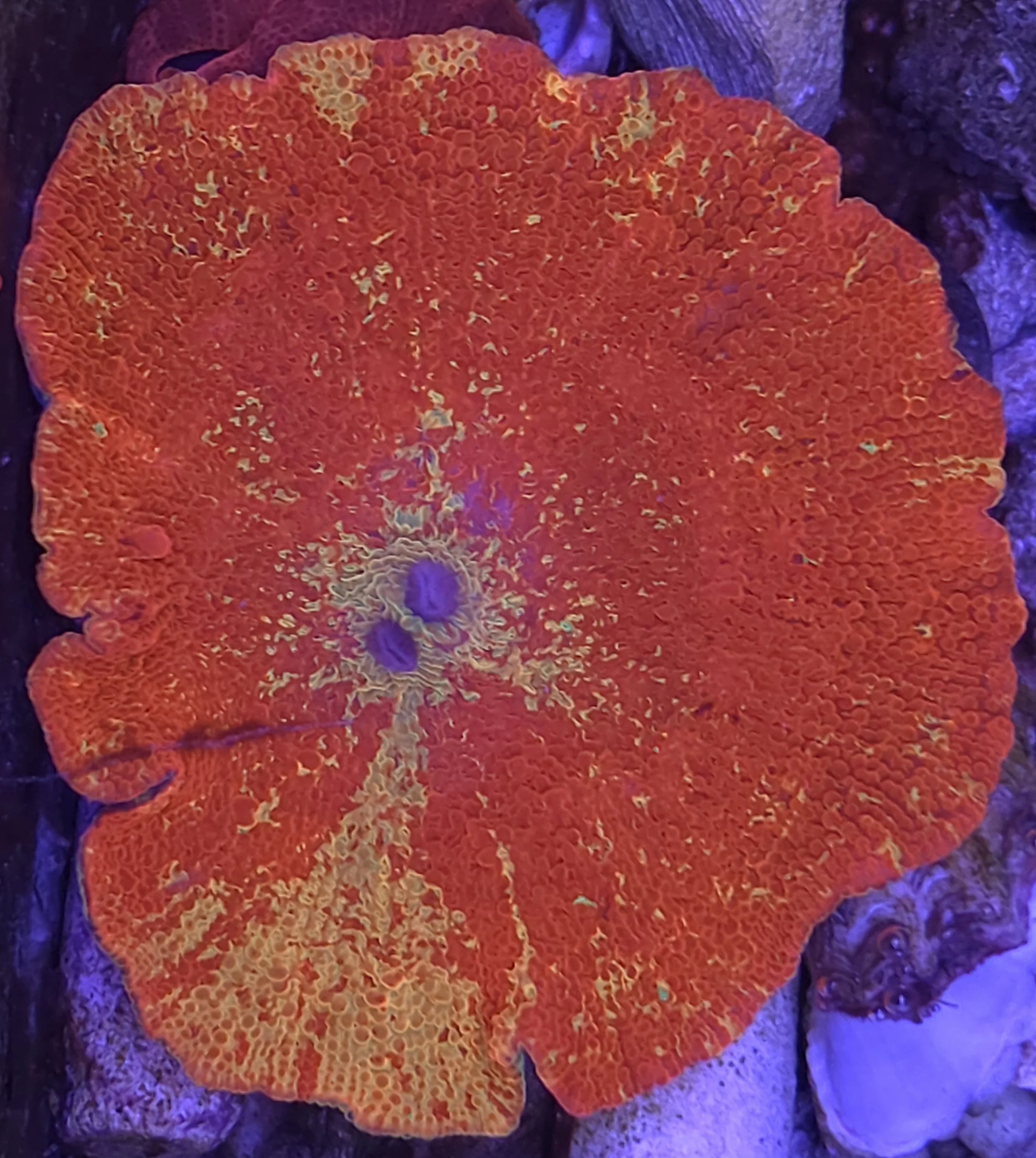 Jawbreaker mushroom large