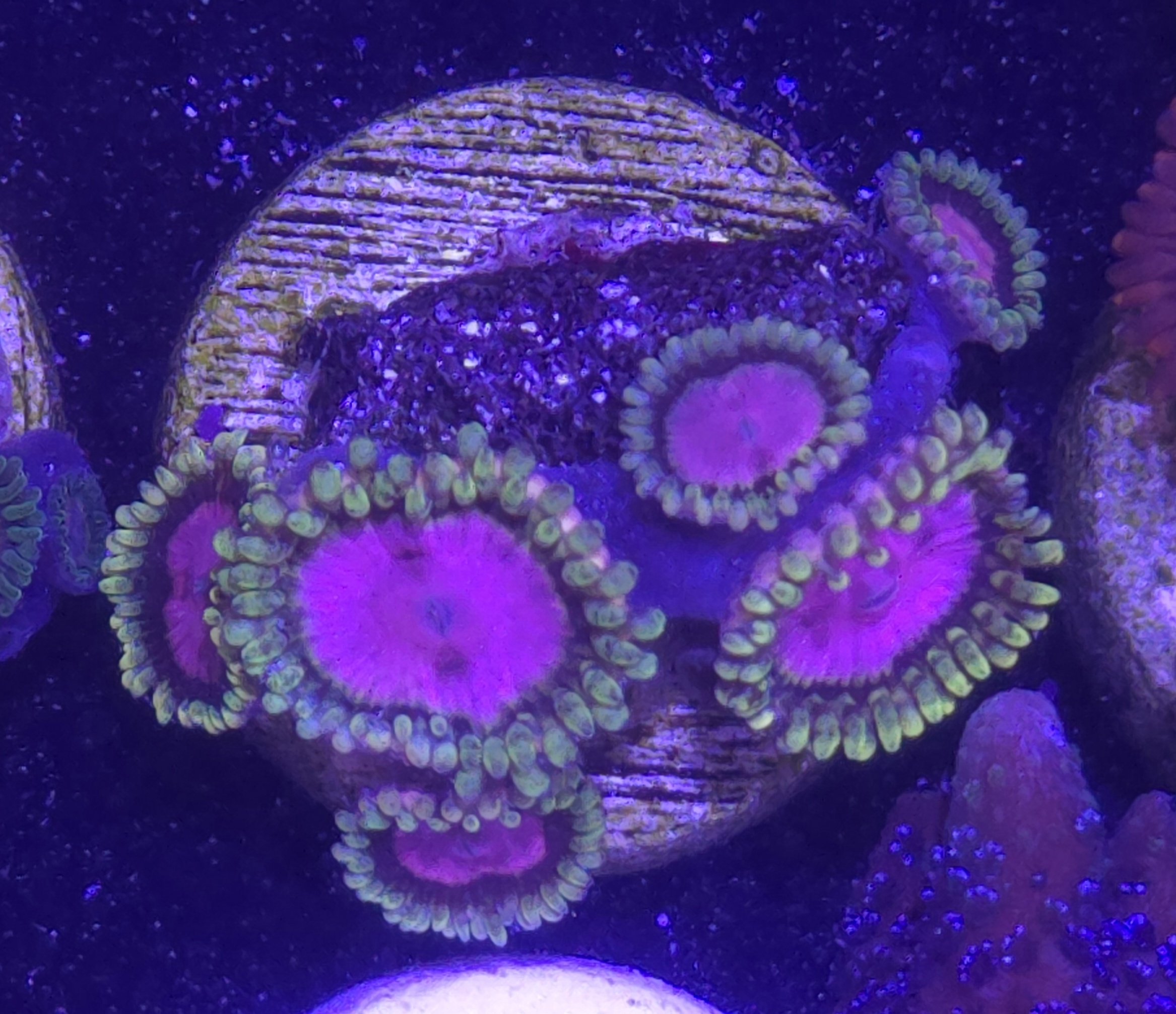 Pink diamond zoas