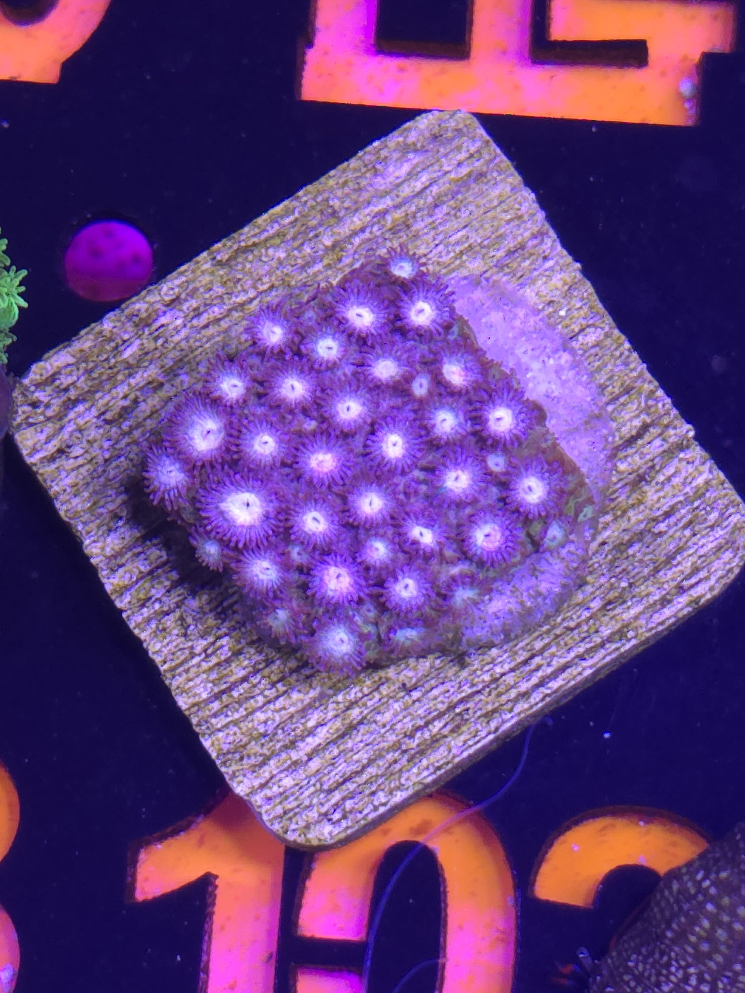 Pink lemonade cyphastrea