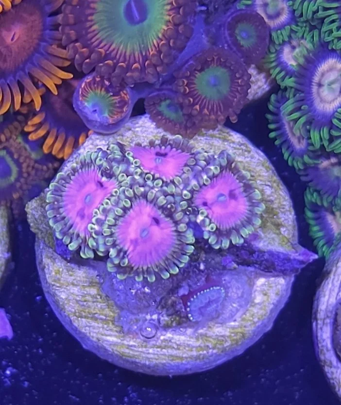 Pink diamond zoa