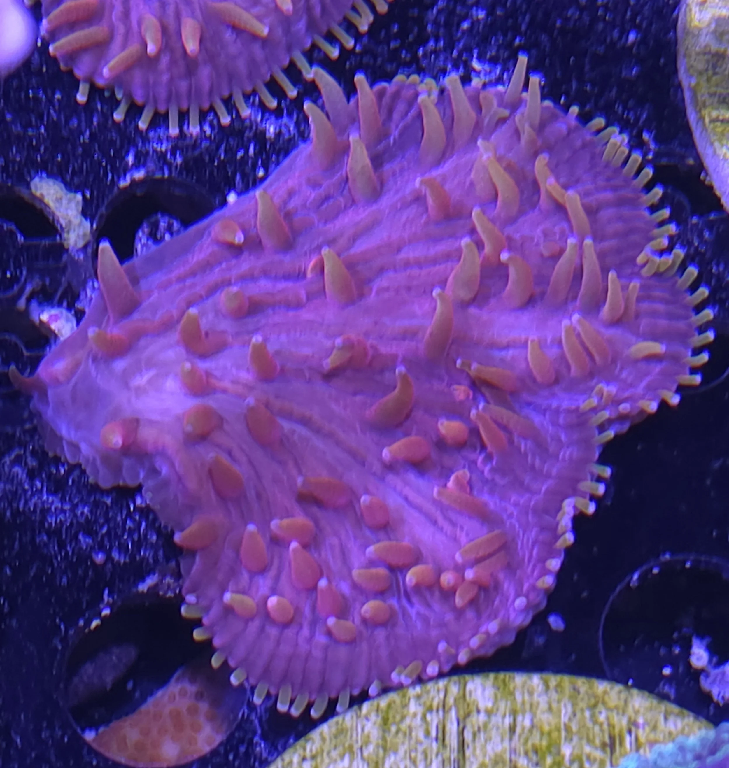 Rainbow diaseris plate coral