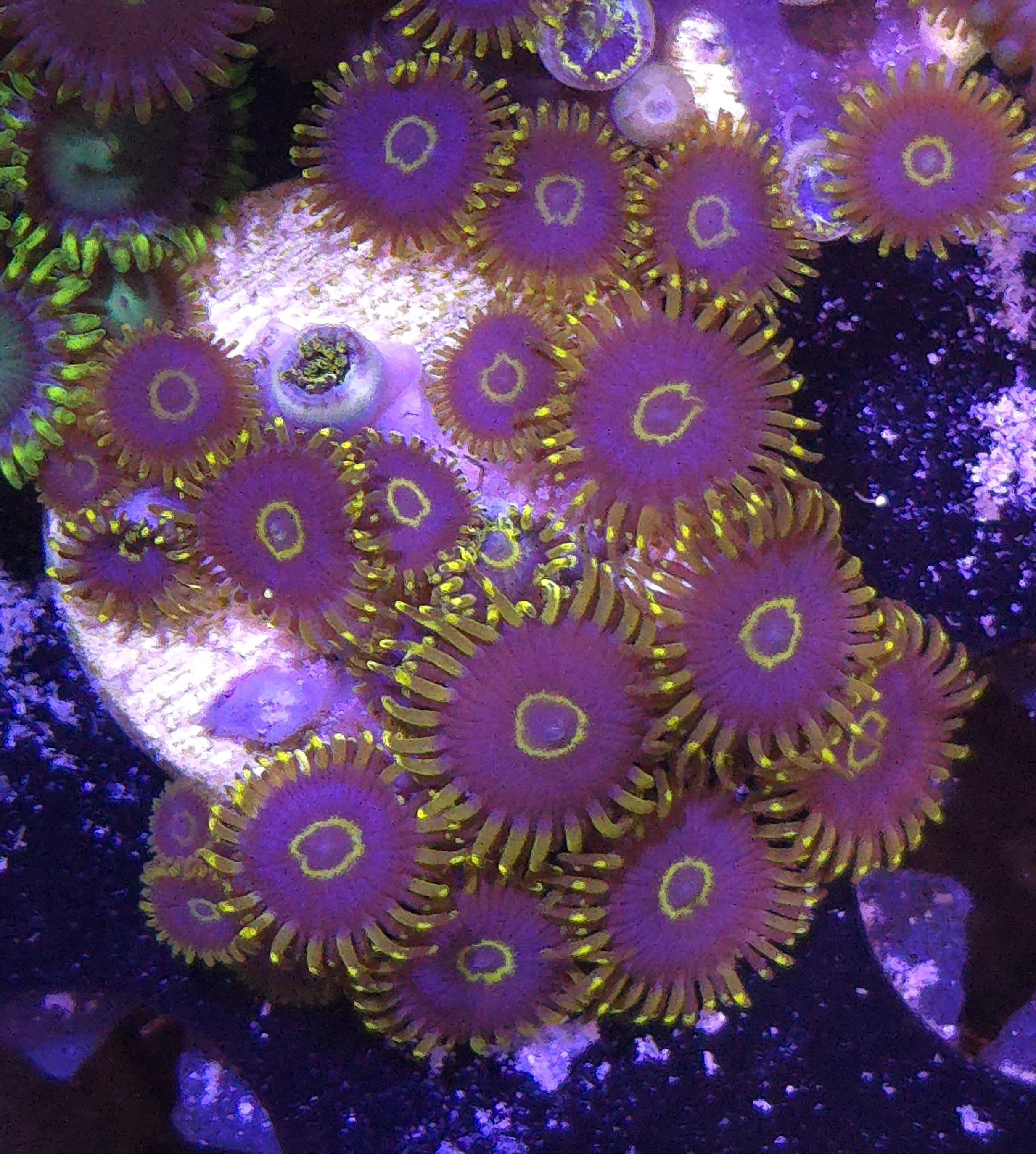 Purple hornet zoas
