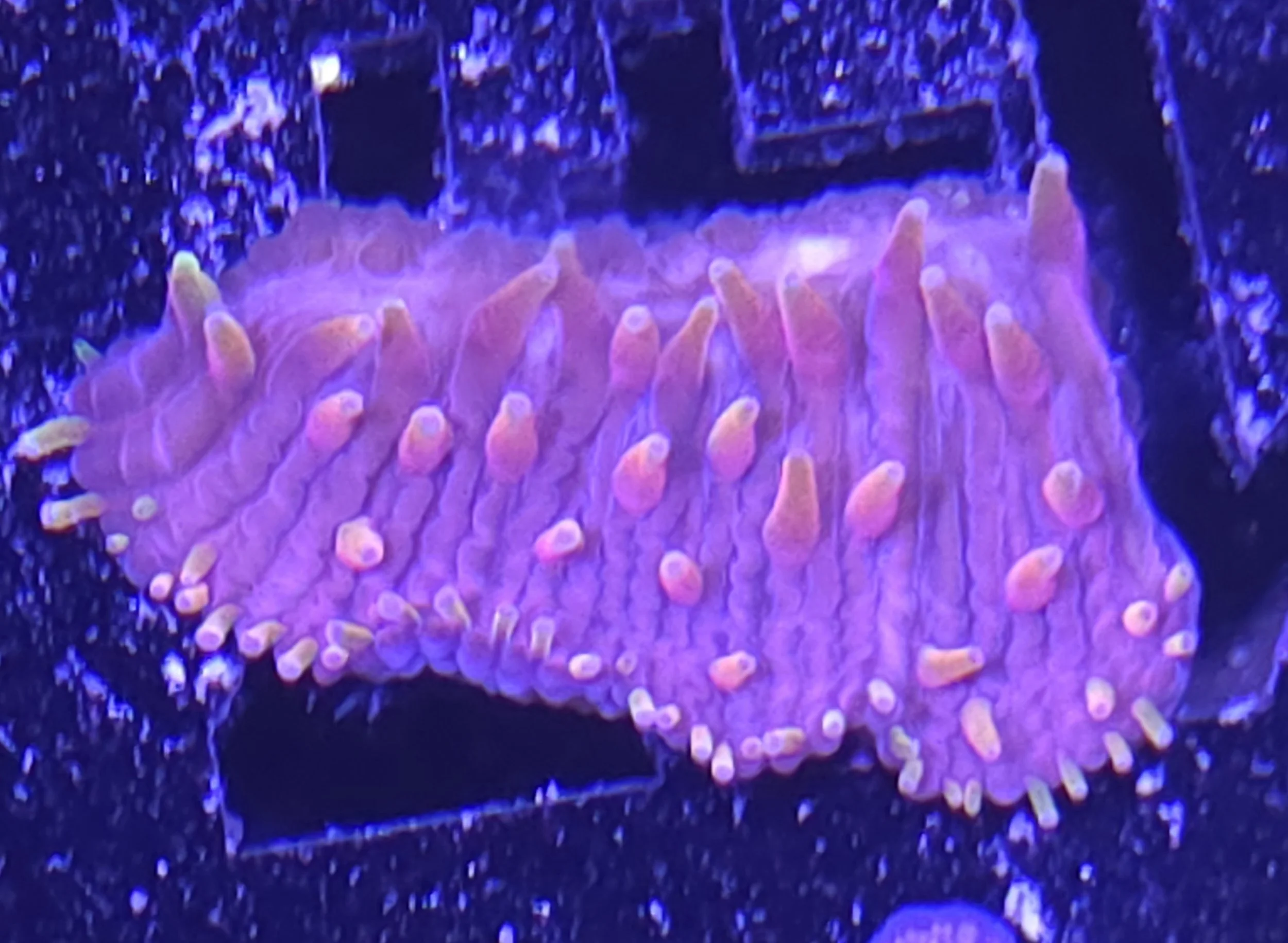 Rainbow diaseris plate coral frag