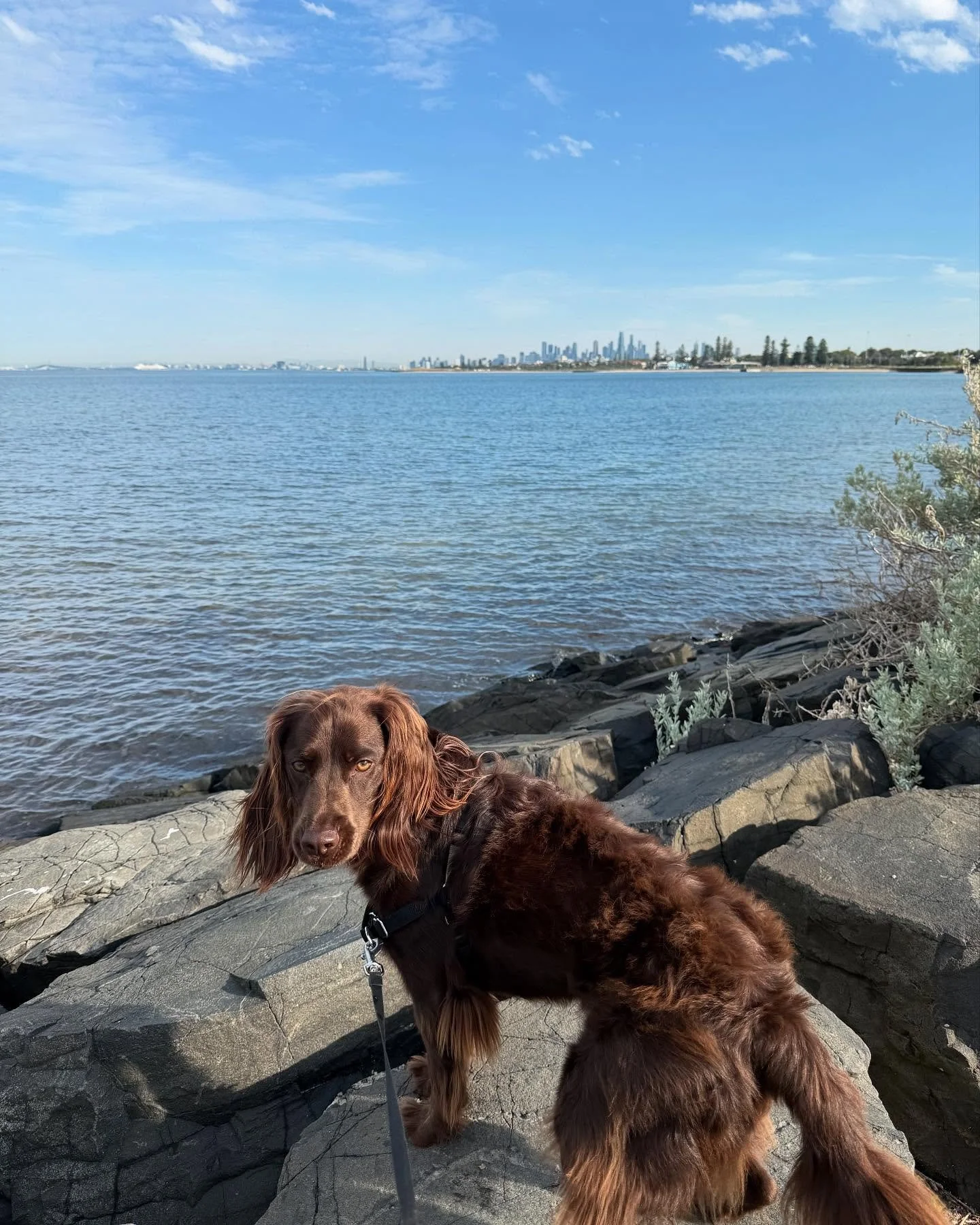 How our Chief Canine Officer starts his day!