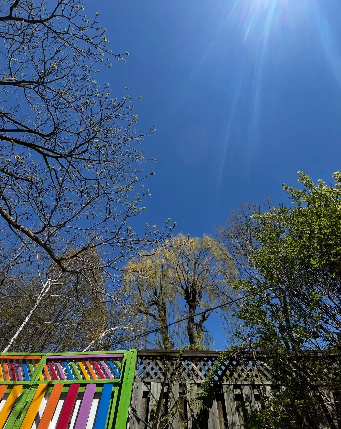 Trying to find joy in the details these days. I painted my mom&rsquo;s fence when the world was in lockdown and considered it a quiet win. 

But time to time, everything needs a little help. So, we touch up (thank you @scotchpainterstape ) and contin