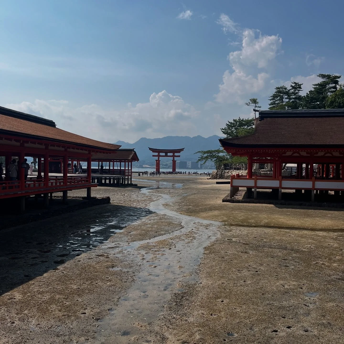 #Miyajima ⛩️🦌
#japan