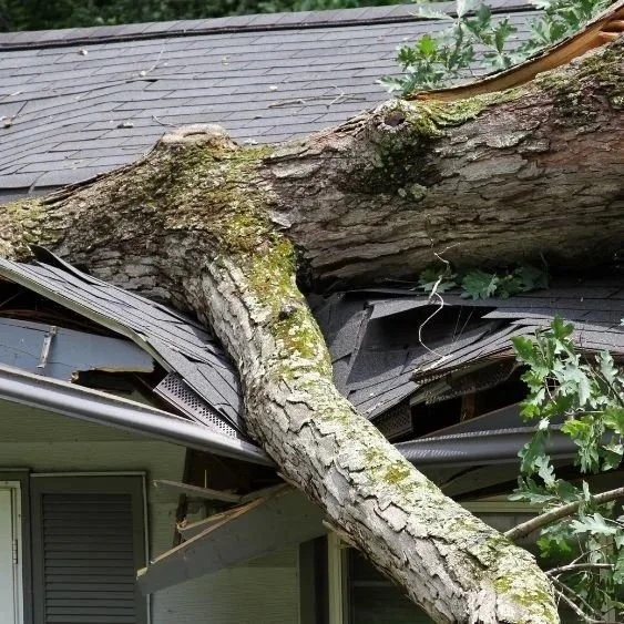 Large fallen tree crushing a house roof and porch, with broken shingles and branches across the structure