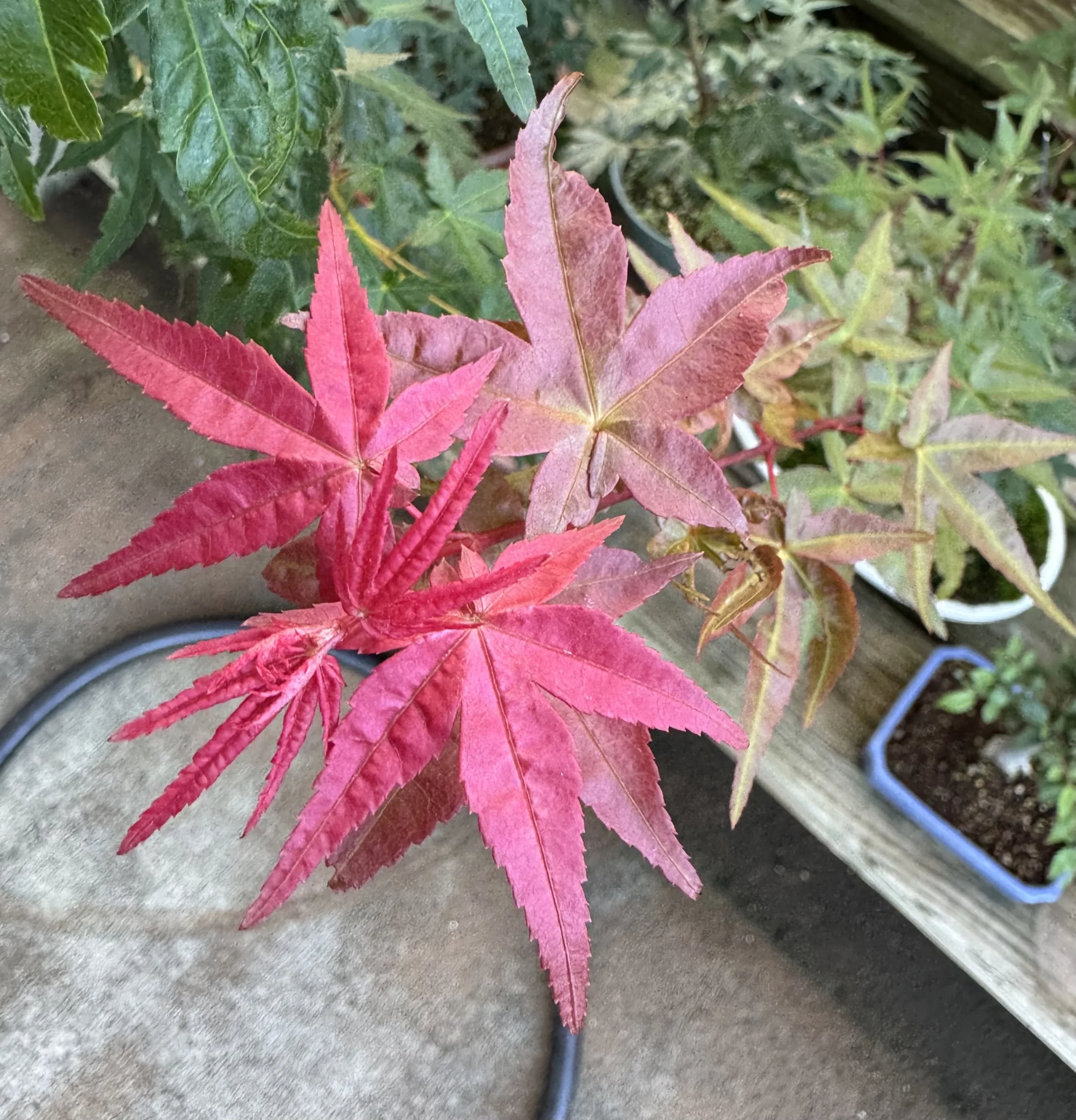 Acer Palmatum ‘Deshojo’