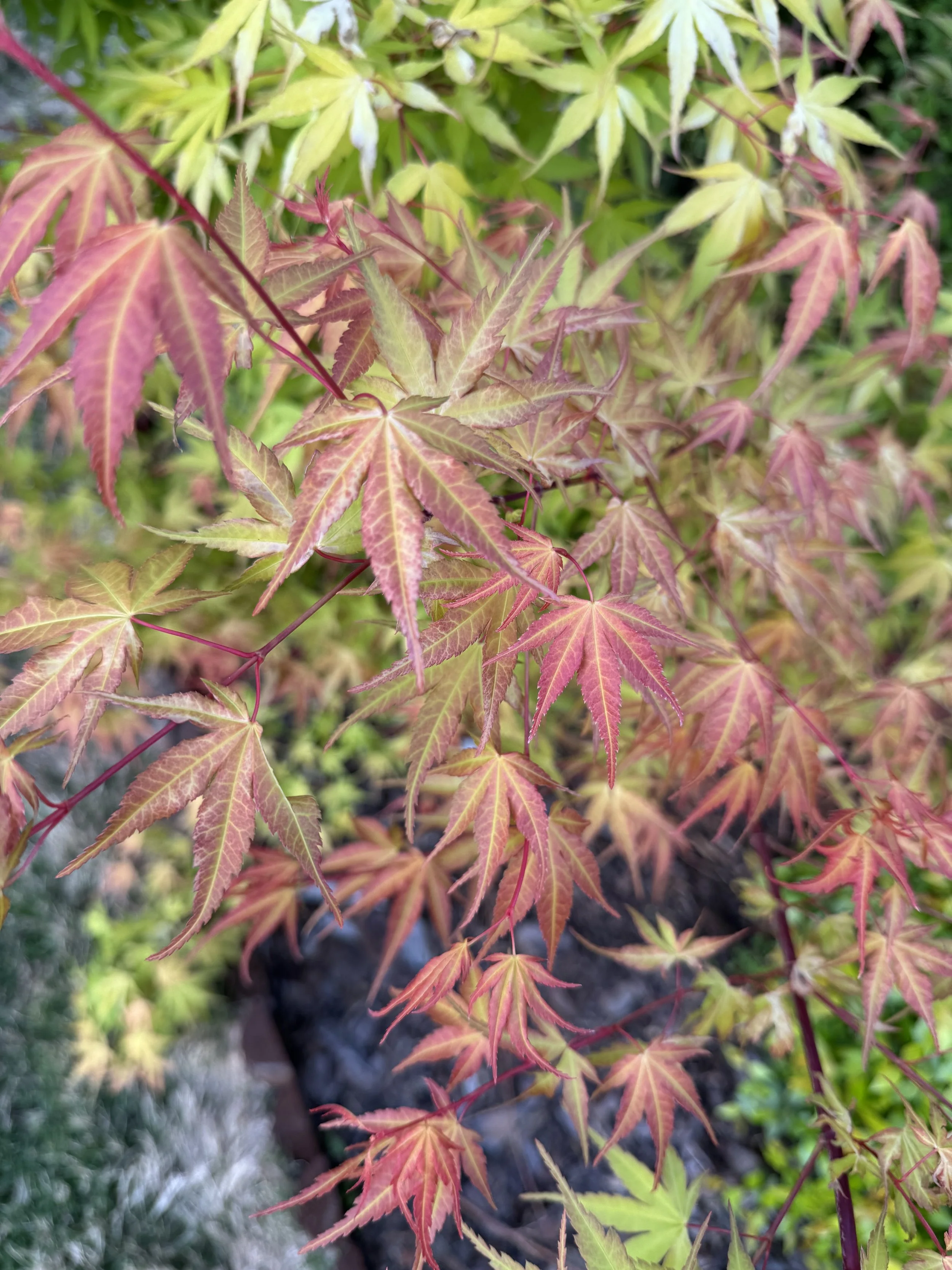 Acer Palmatum 'Alan's Gold'