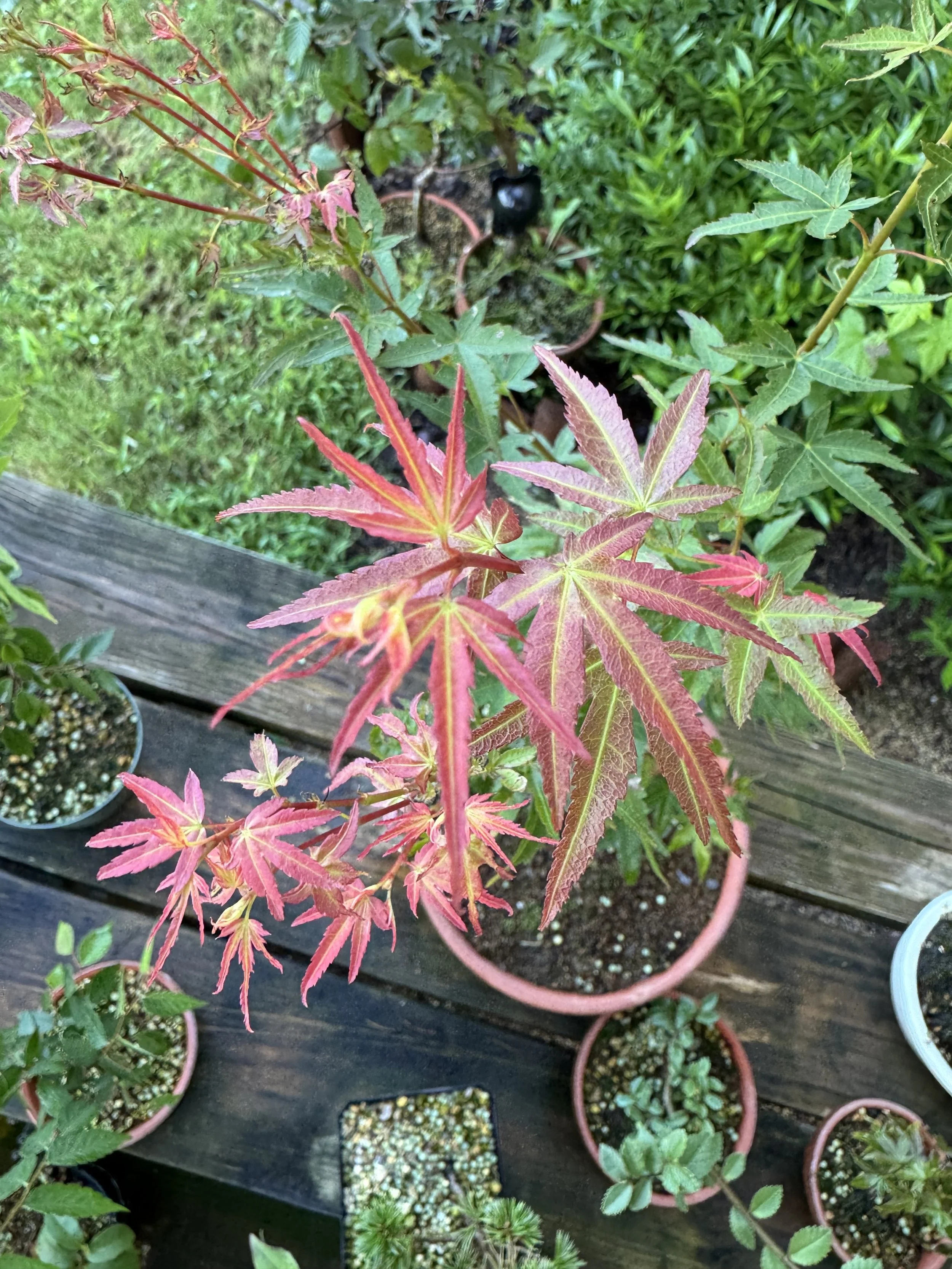 Acer Palmatum ‘Seigen’