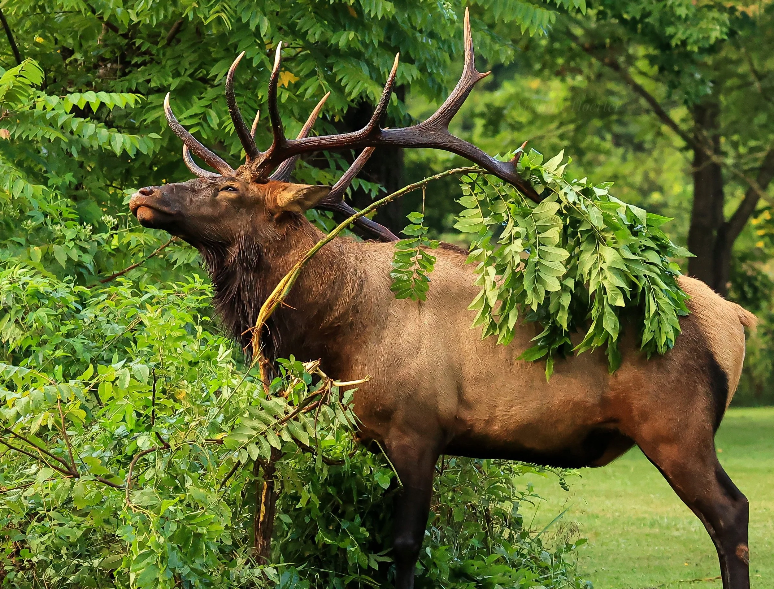 Image by Melanie Hoerter