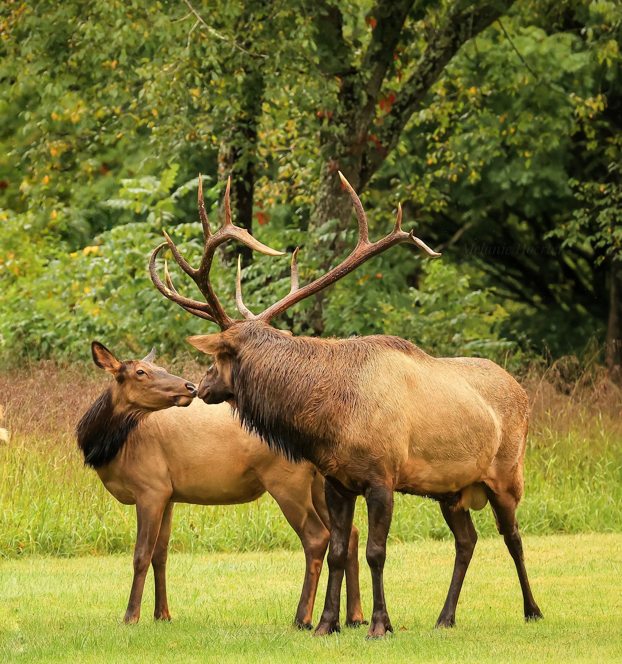 Image by Melanie Hoerter