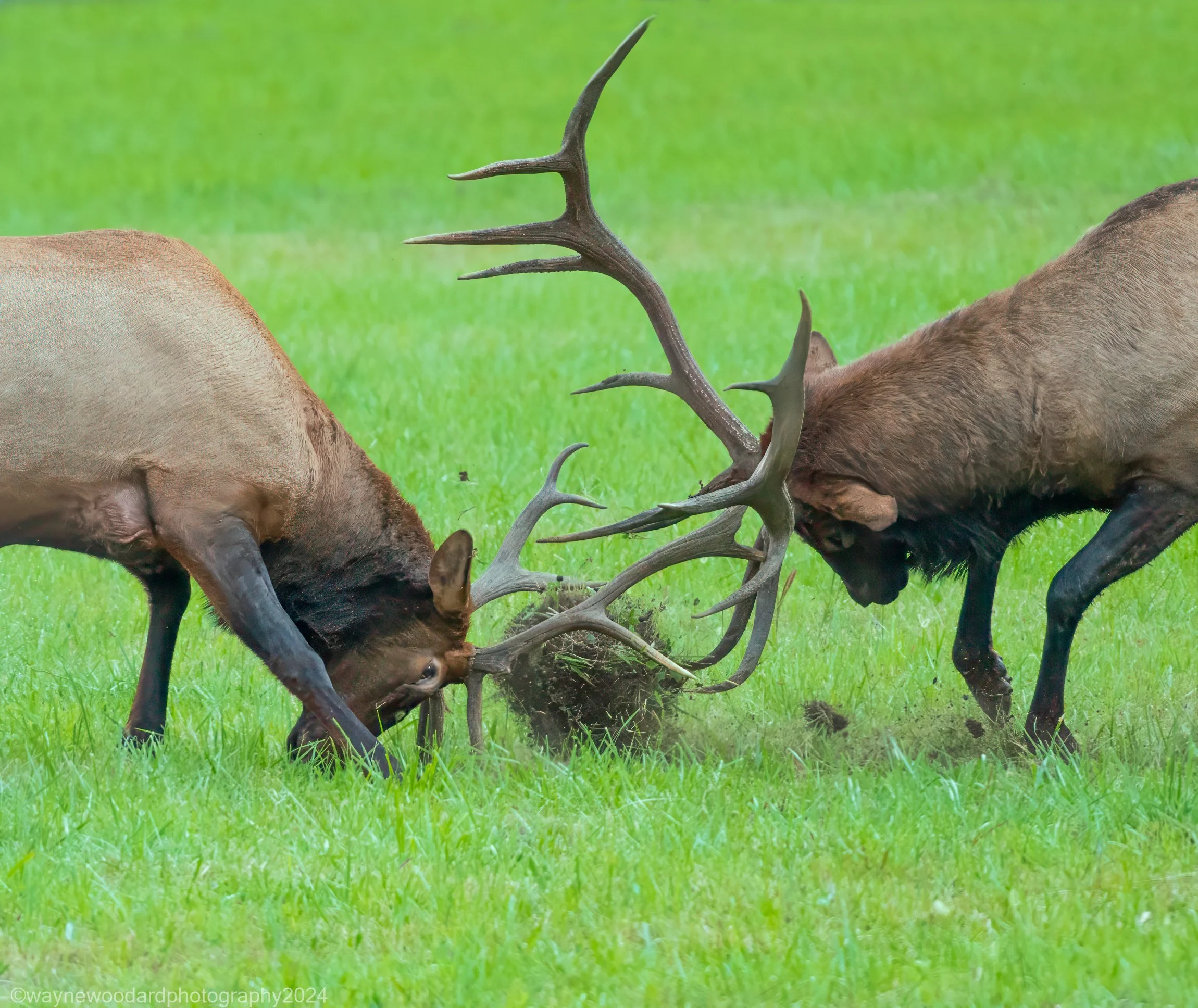 Image by Wayne Woodard