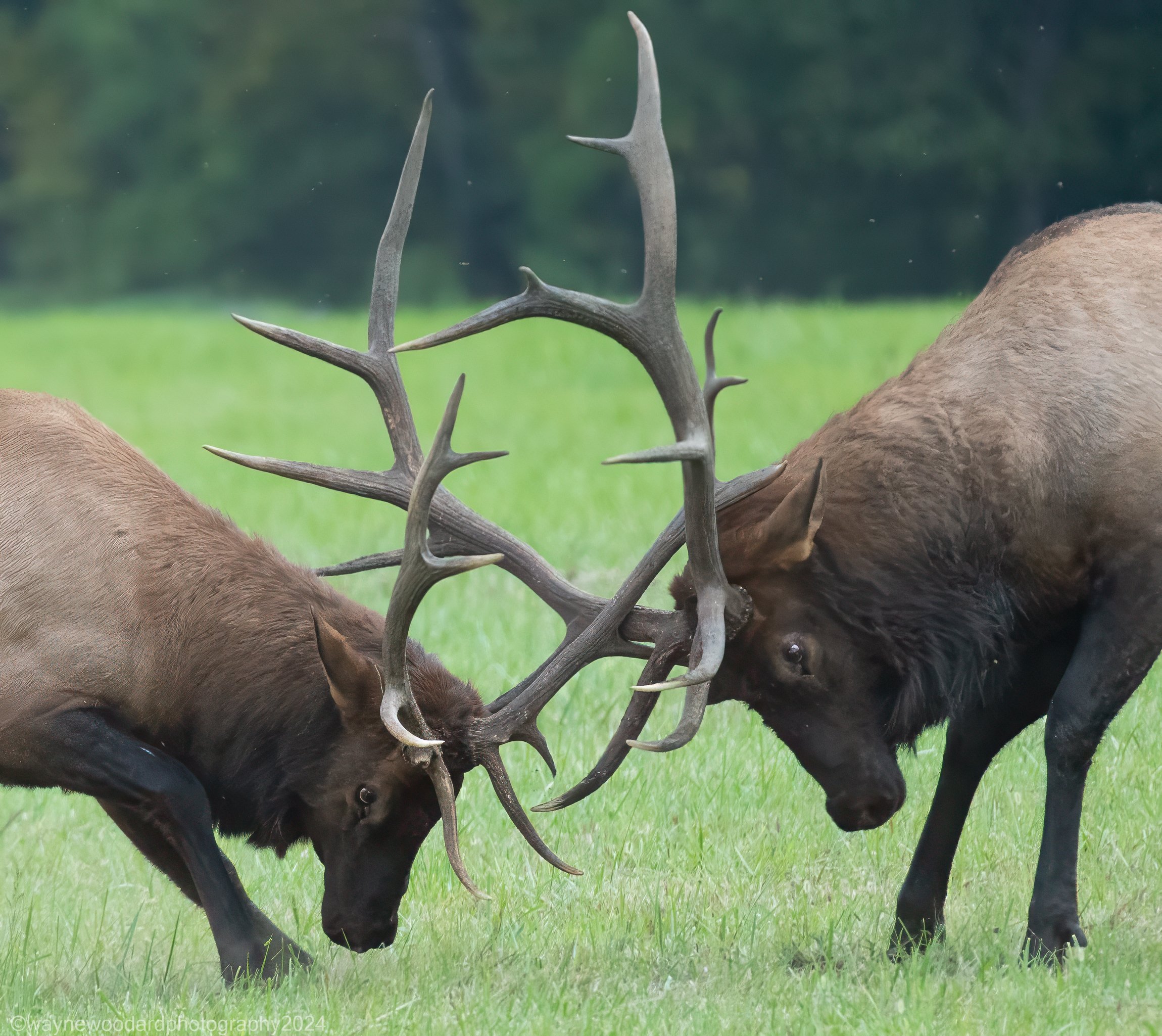 Image by Wayne Woodard