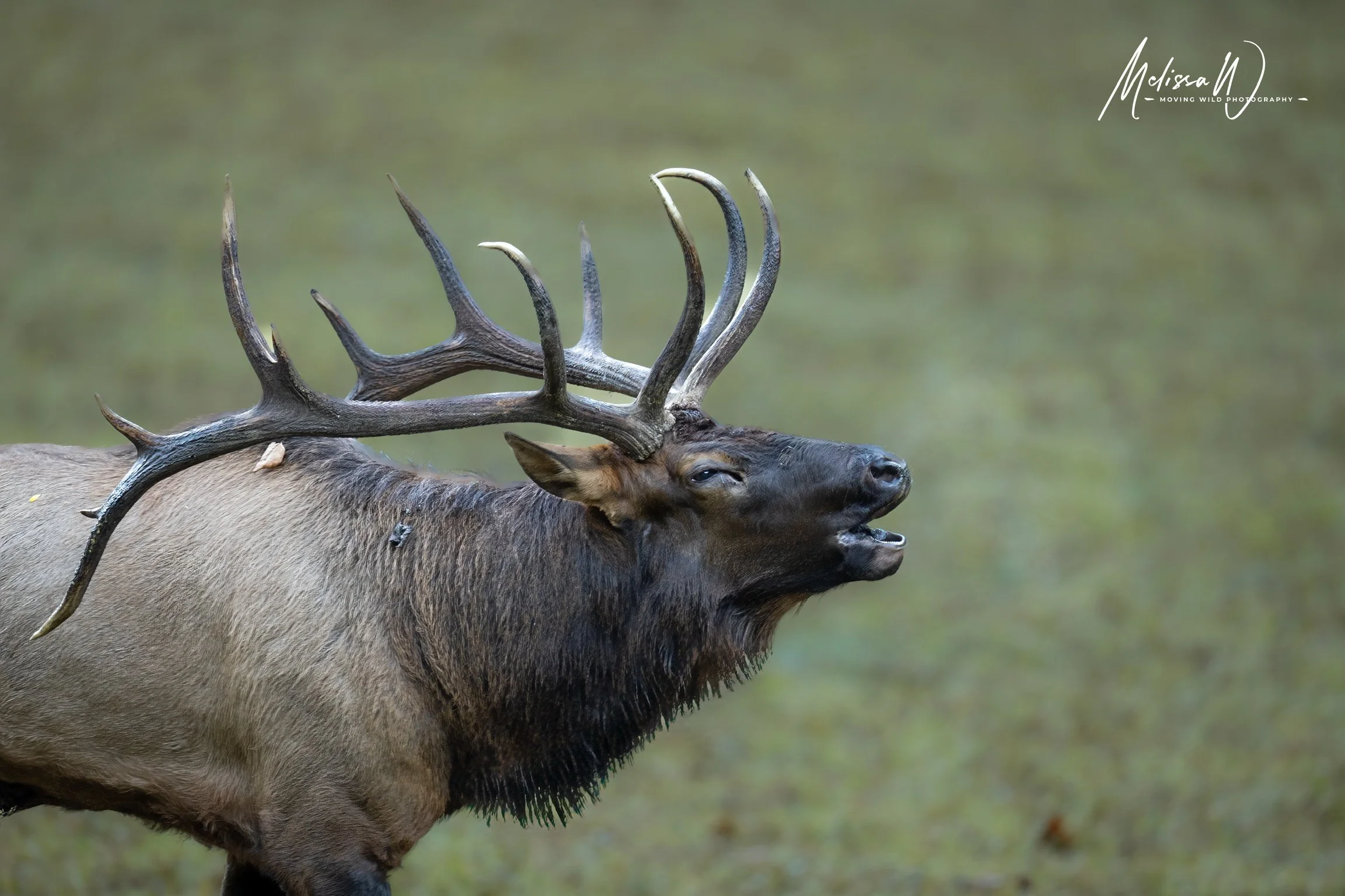 Image by Moving Wild Photography