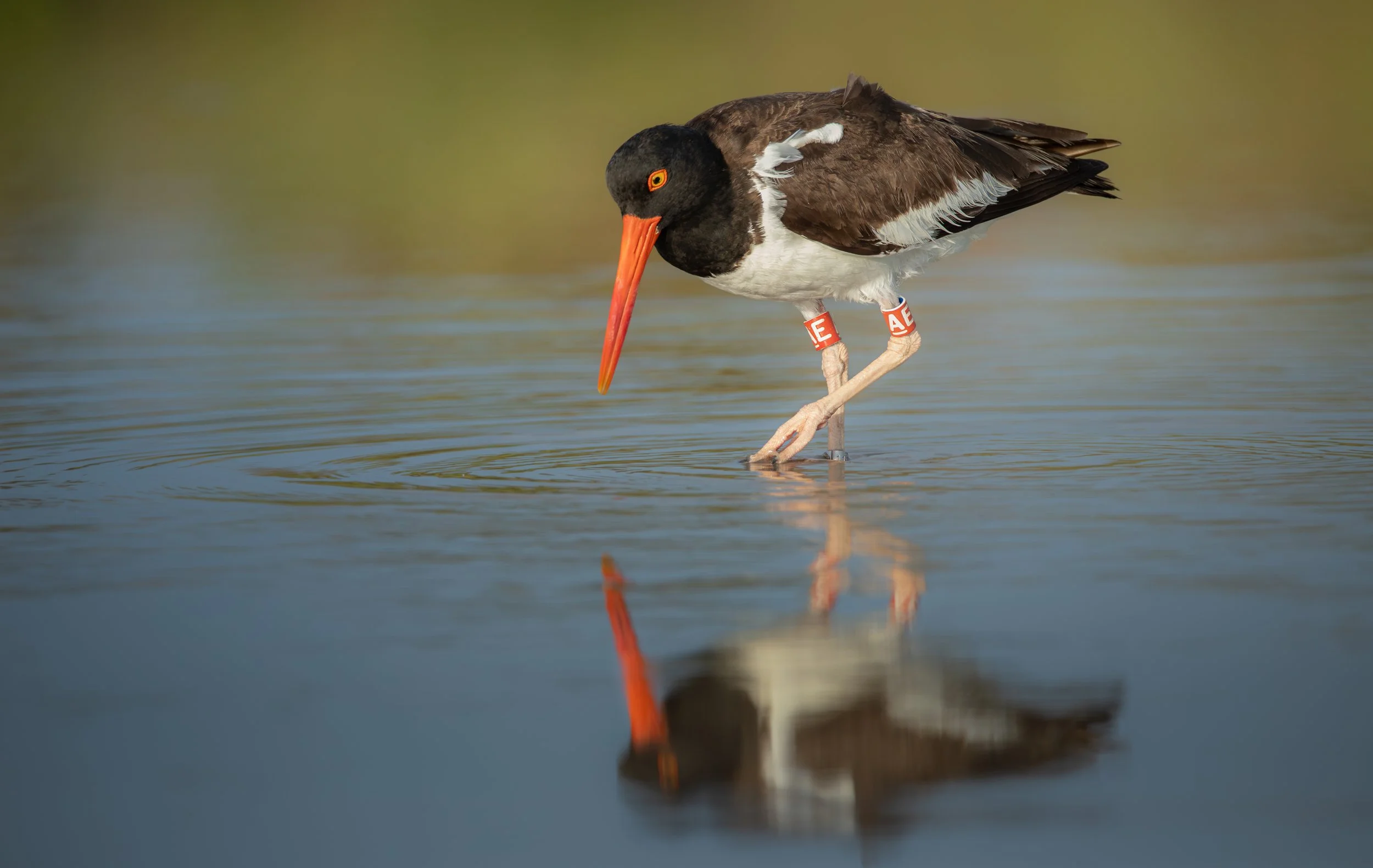 _O5A7822.jpg