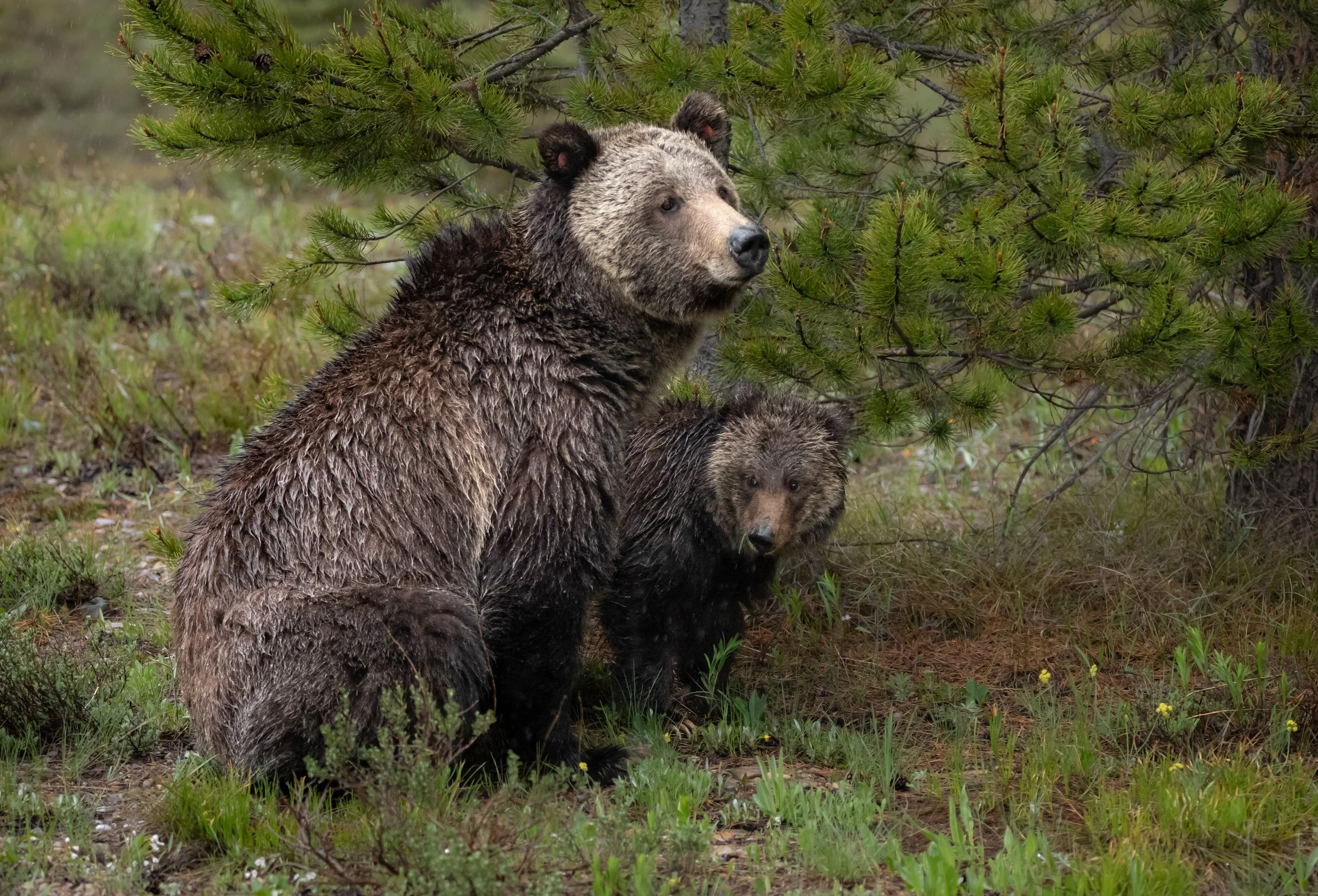 A Reunion in the Tetons - Field Notes