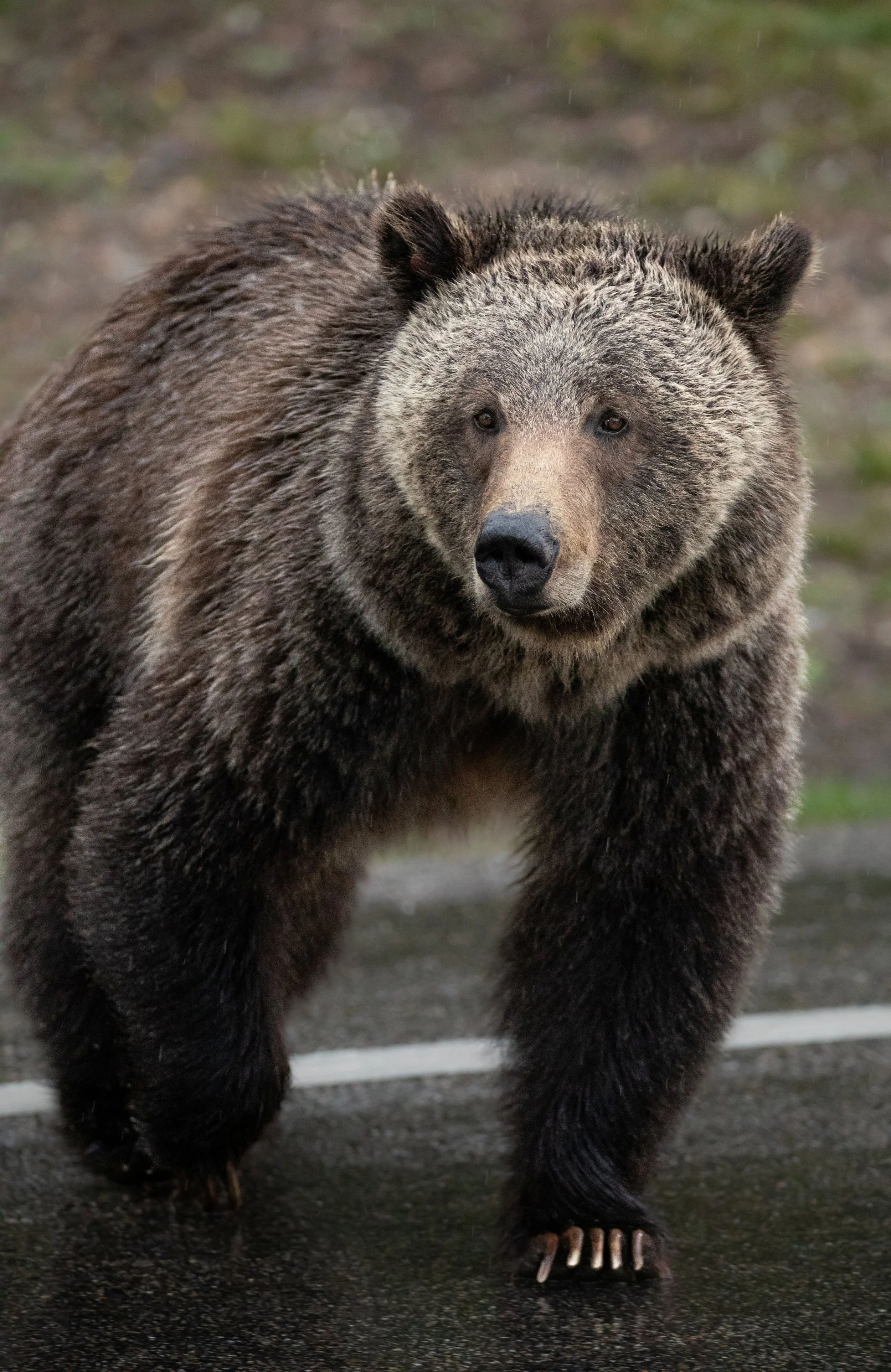 grizzly 1063.jpg