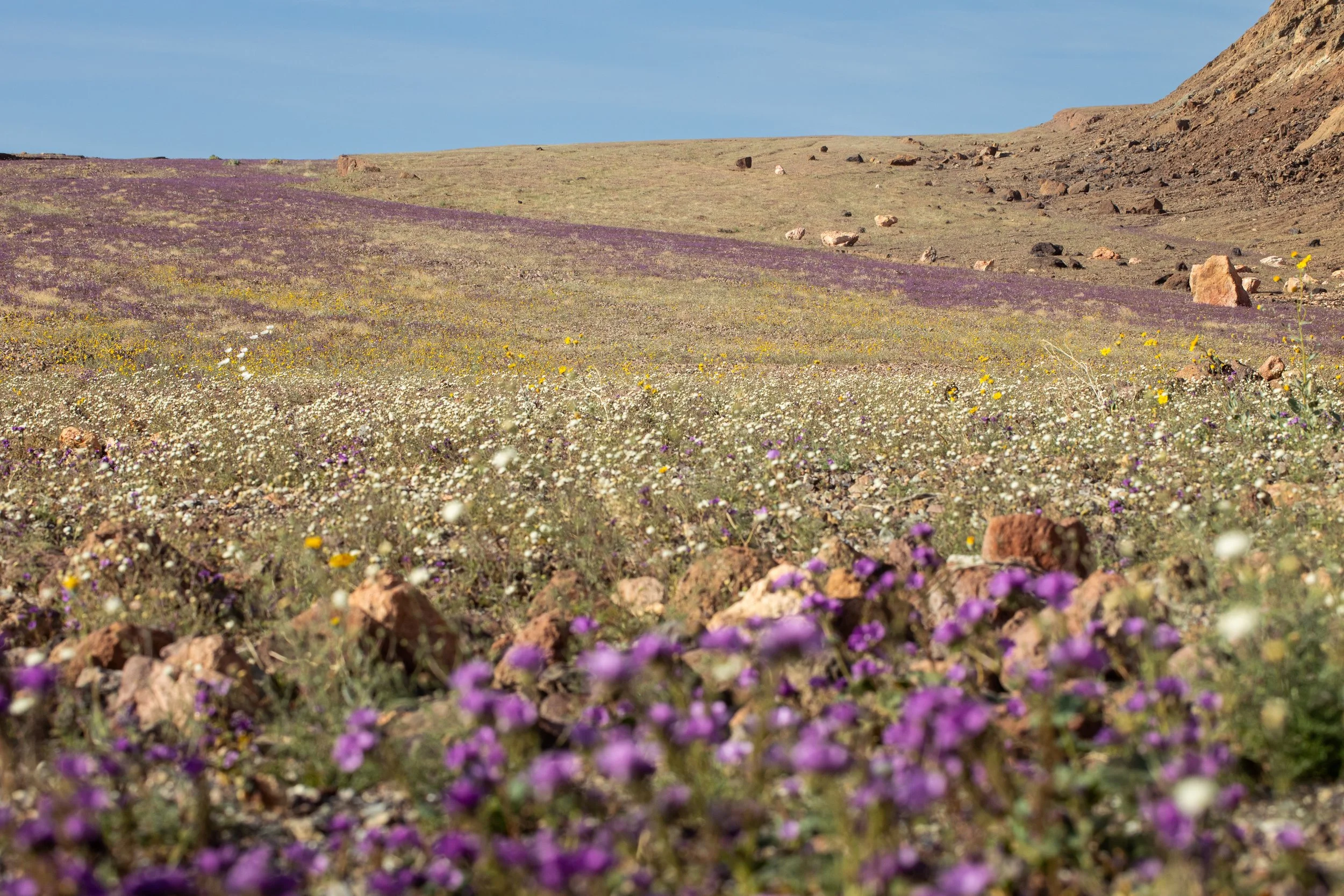 deathvalleyflowers.jpg