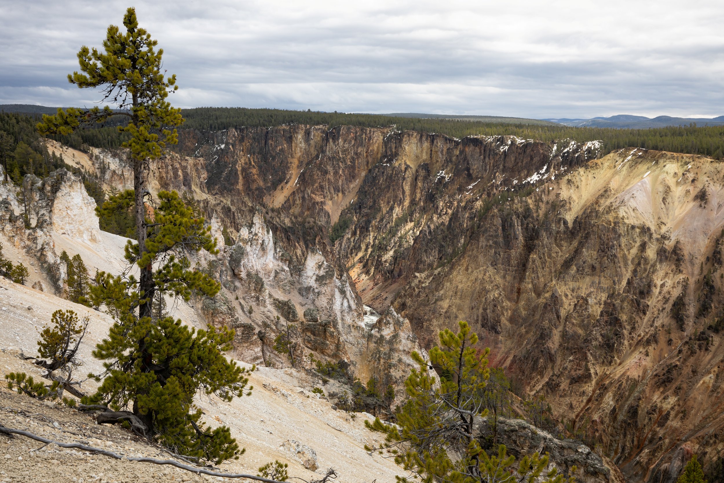 grand canyon YELL.jpg