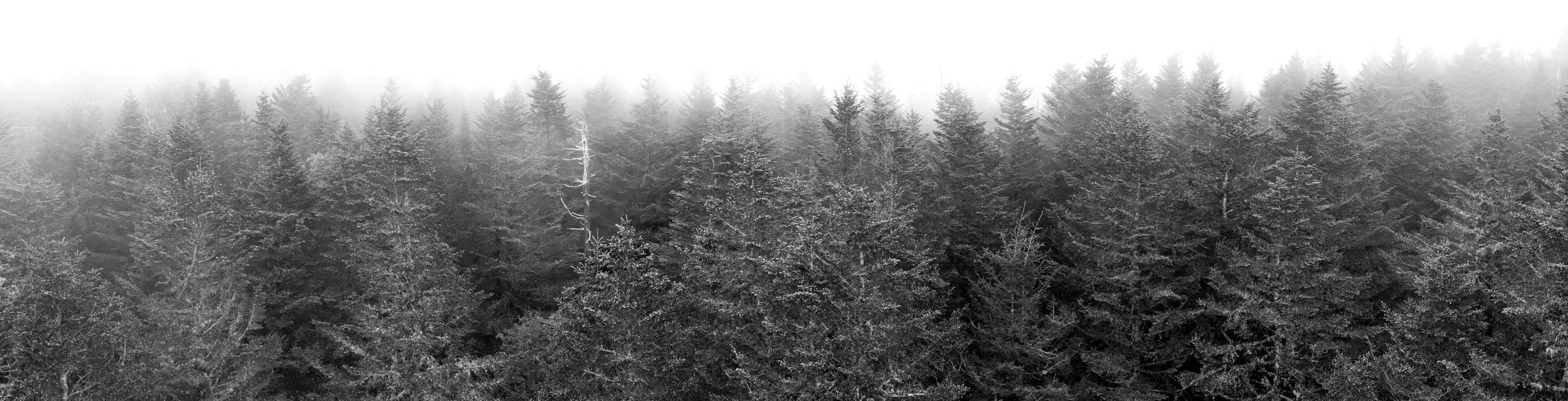 misty-morning-b&w-pano.jpg