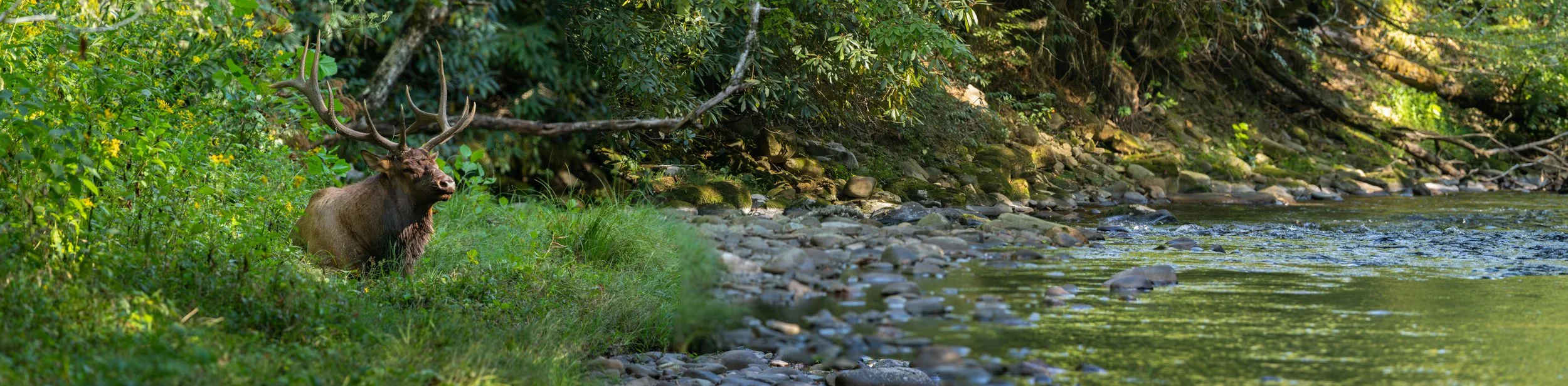 chippy-creekside-pano.jpg