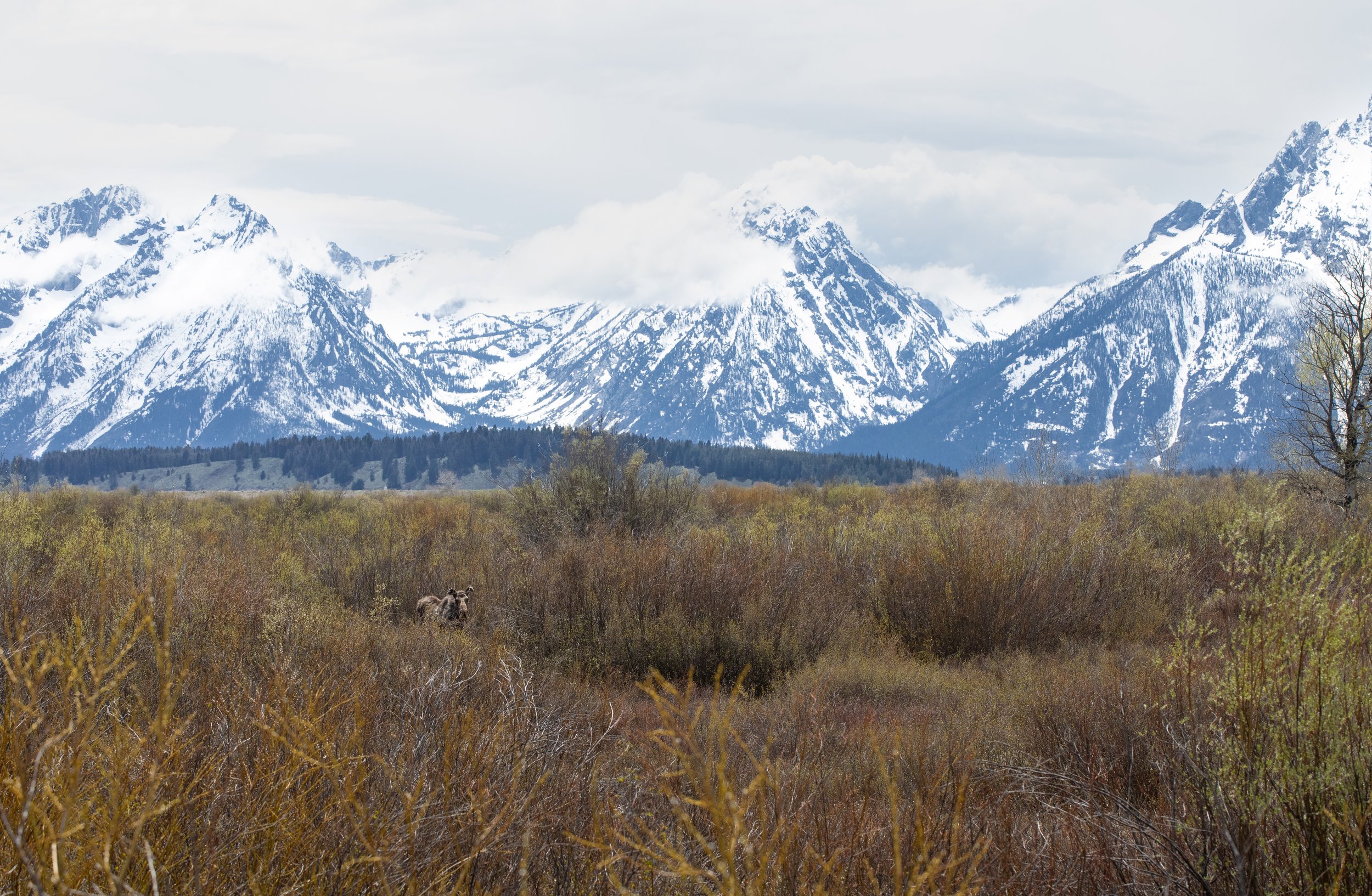 moose in tetons.jpg