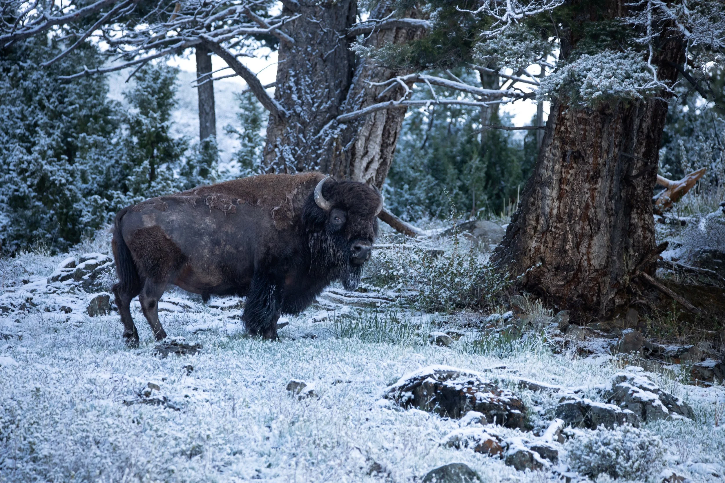 chilly bison.jpg