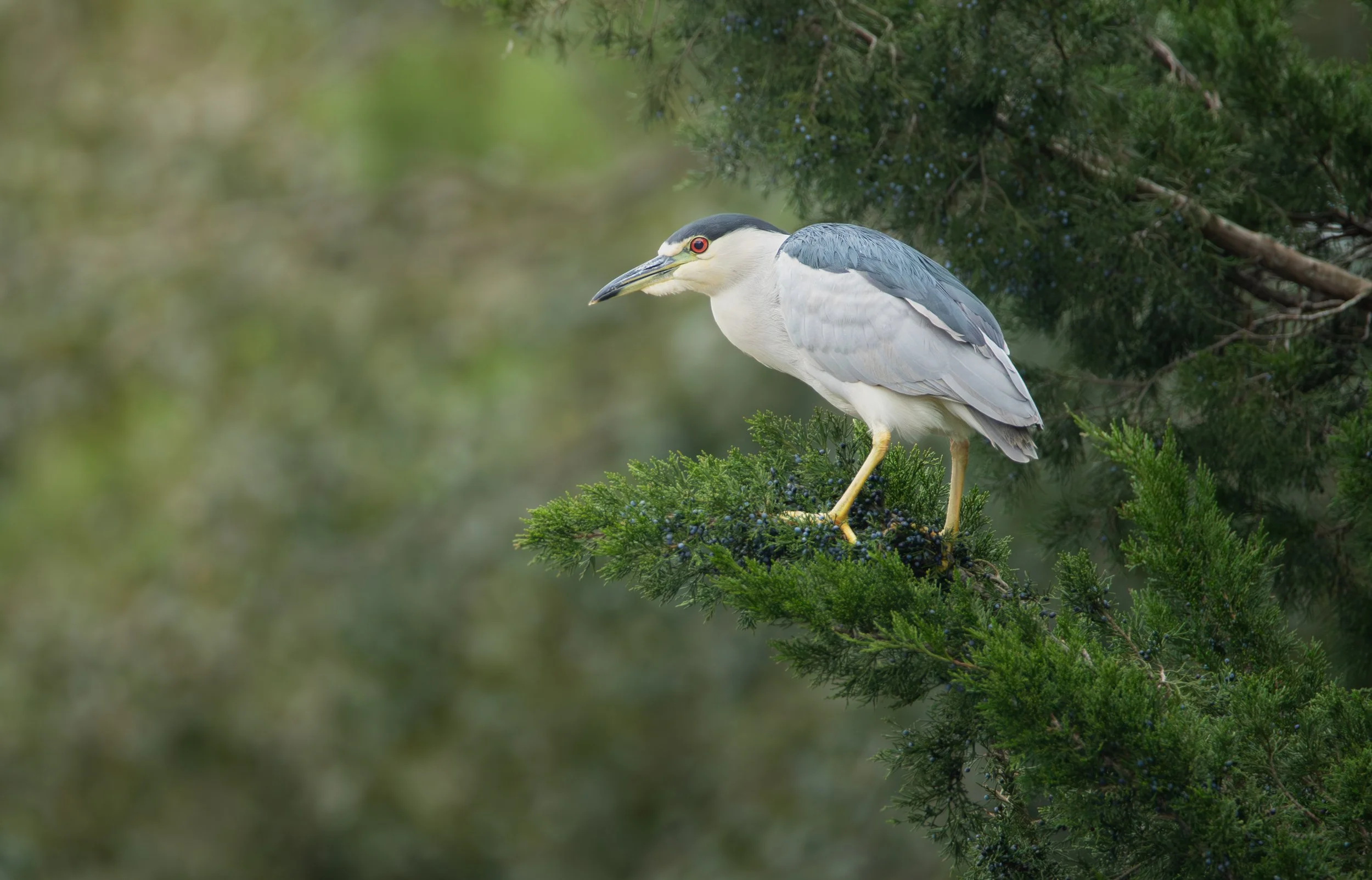 Night Heron in Juniper
