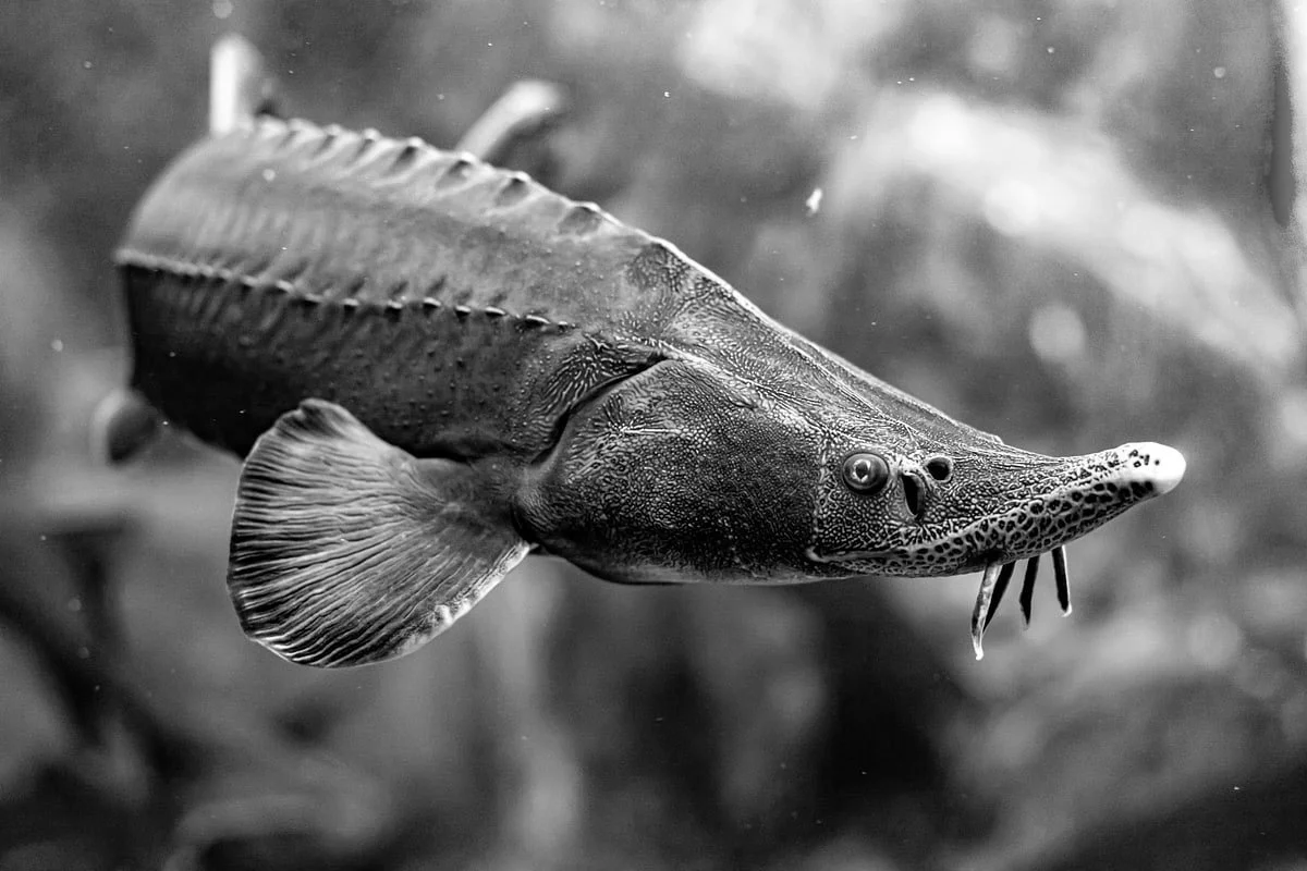 🌊✨ Know the Sturgeon: Where Your Caviar Comes From ✨🌊

Ever wondered about the origins of the luxurious caviar? It all starts with the magnificent sturgeon! 🐟

Sturgeons are ancient fish that have been around for over 200 million years, and they a