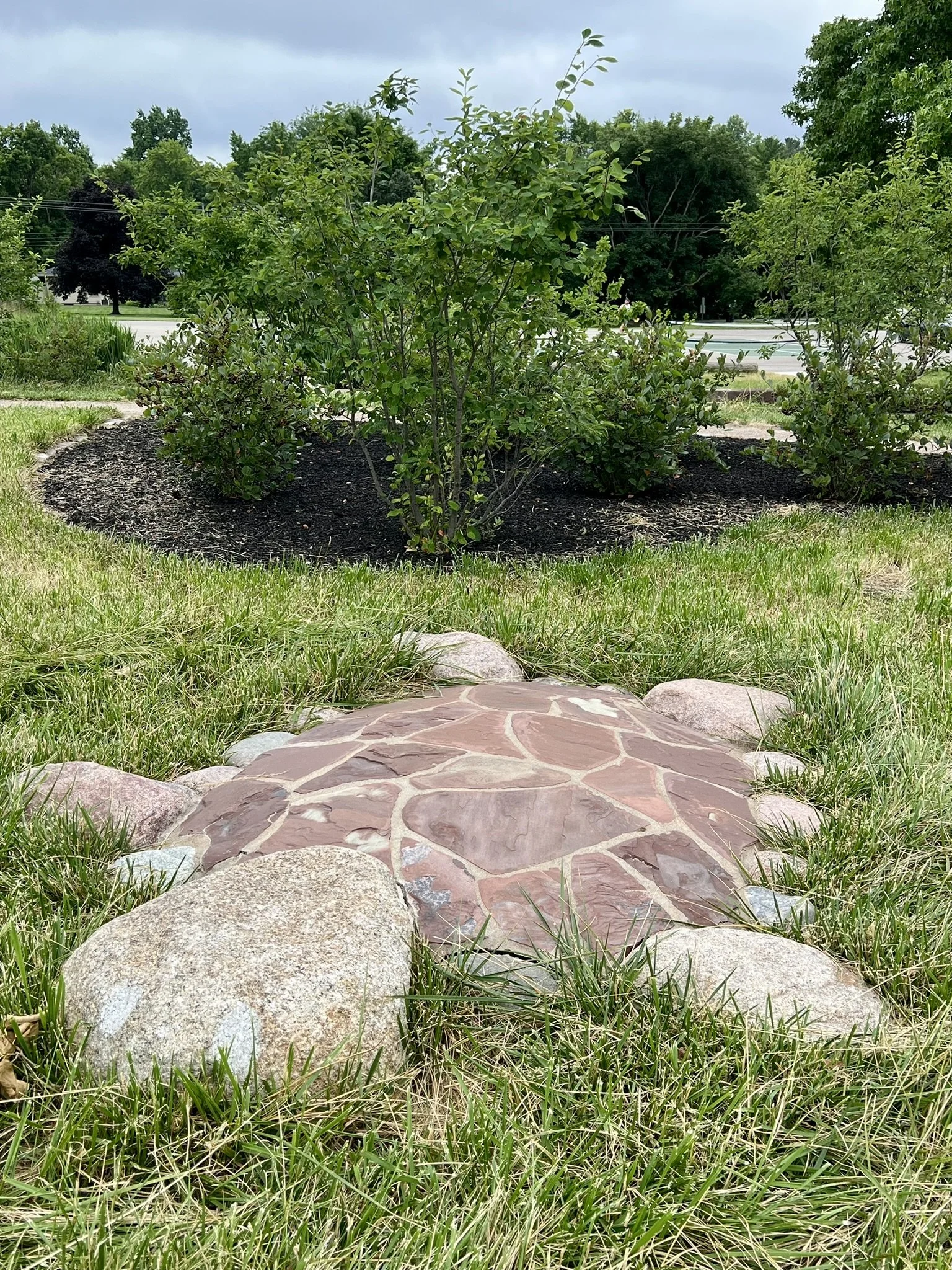 Turtles 1 July 2025 Helle Nebelong.JPEG