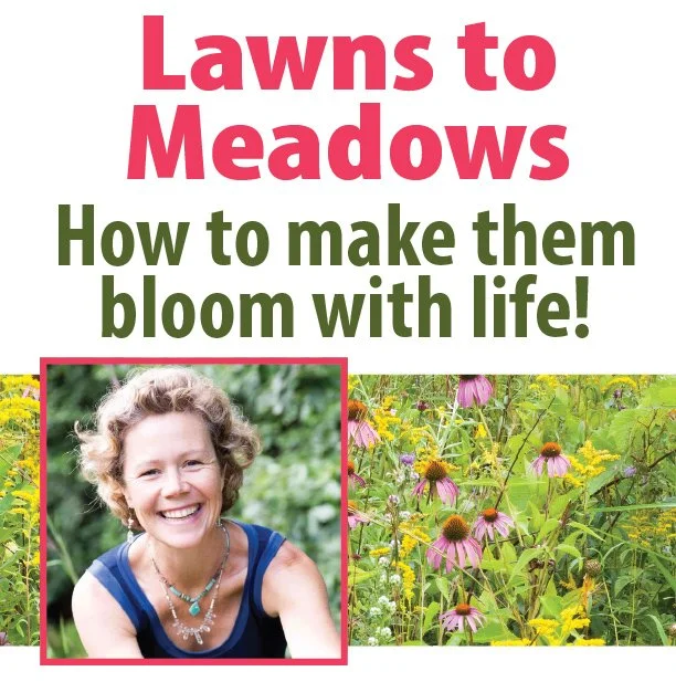 Lawns to Meadows: A talk by Bridghe McCracken