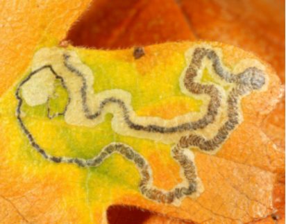 Aton Forest Science Lecture III: The Leafminers of Aton Forest