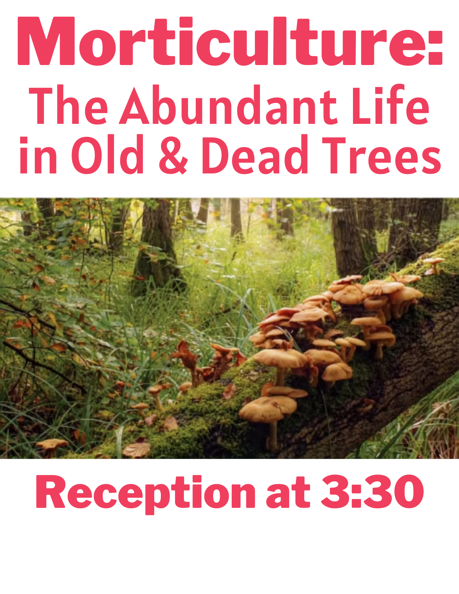 Morticulture: The Abundant Life in Old & Dead Trees
