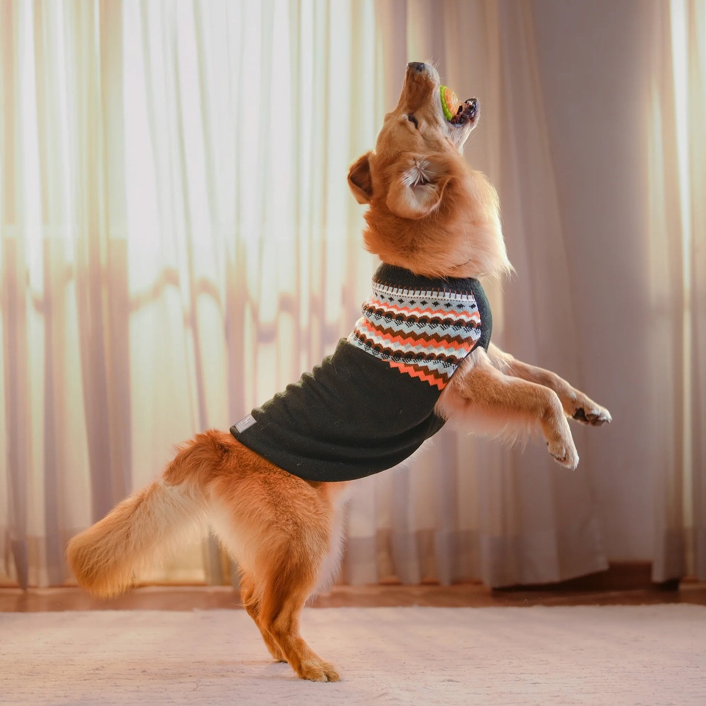 Cozy corner and cute models! @headsupfortails shoot melted our hearts at The Haus! 
Photographer Abhilash Dewangan

(Pet friendly photo studio in Delhi NCR, studio for rent, lifestyle studio for D2C brands, studio in Gurugram)