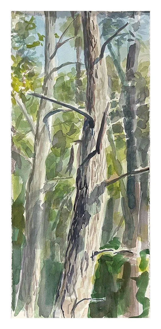 Midday (Foret de Cedres)
watercolor on paper - framed
