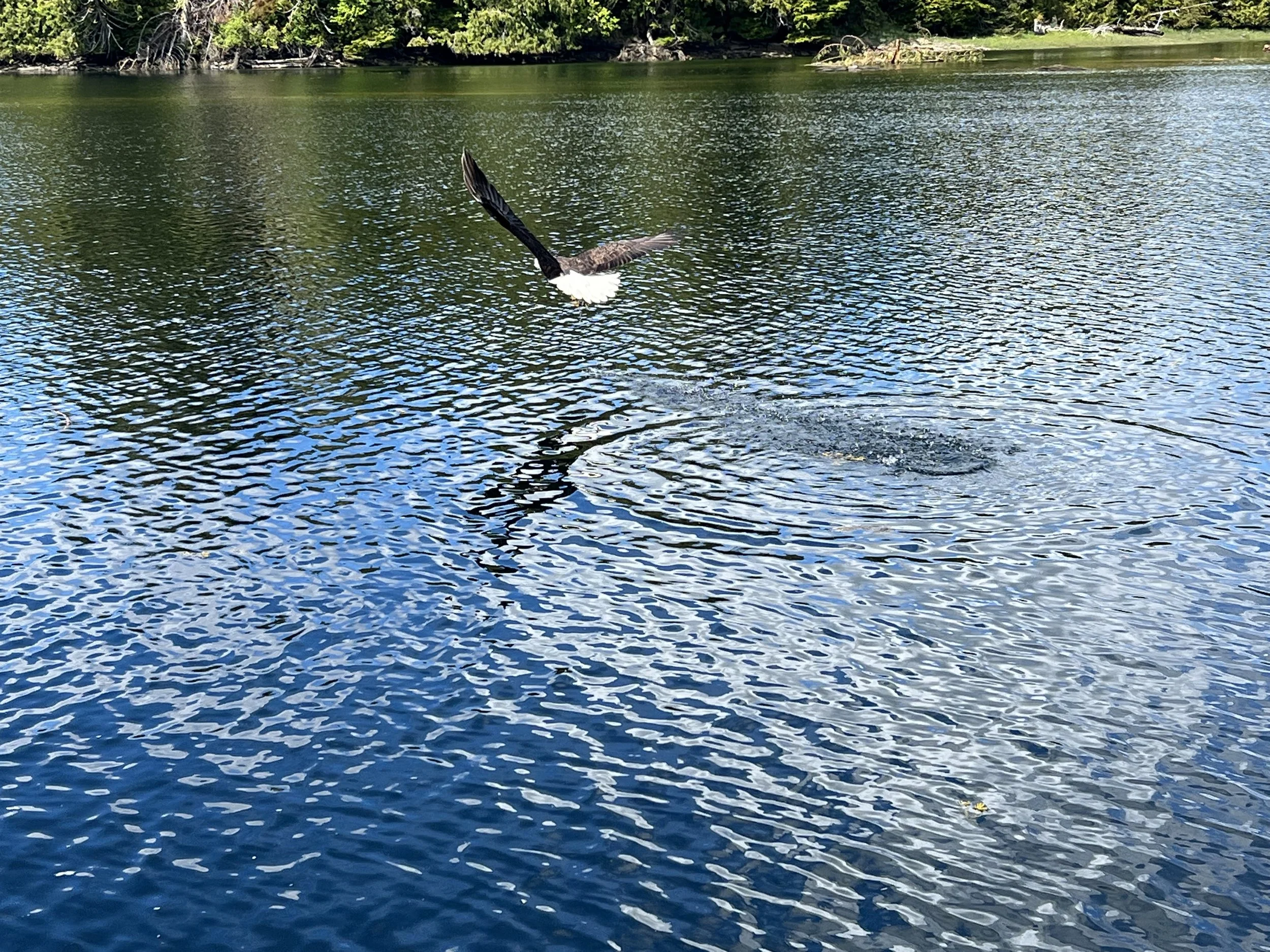 IMG_3680.jpeg