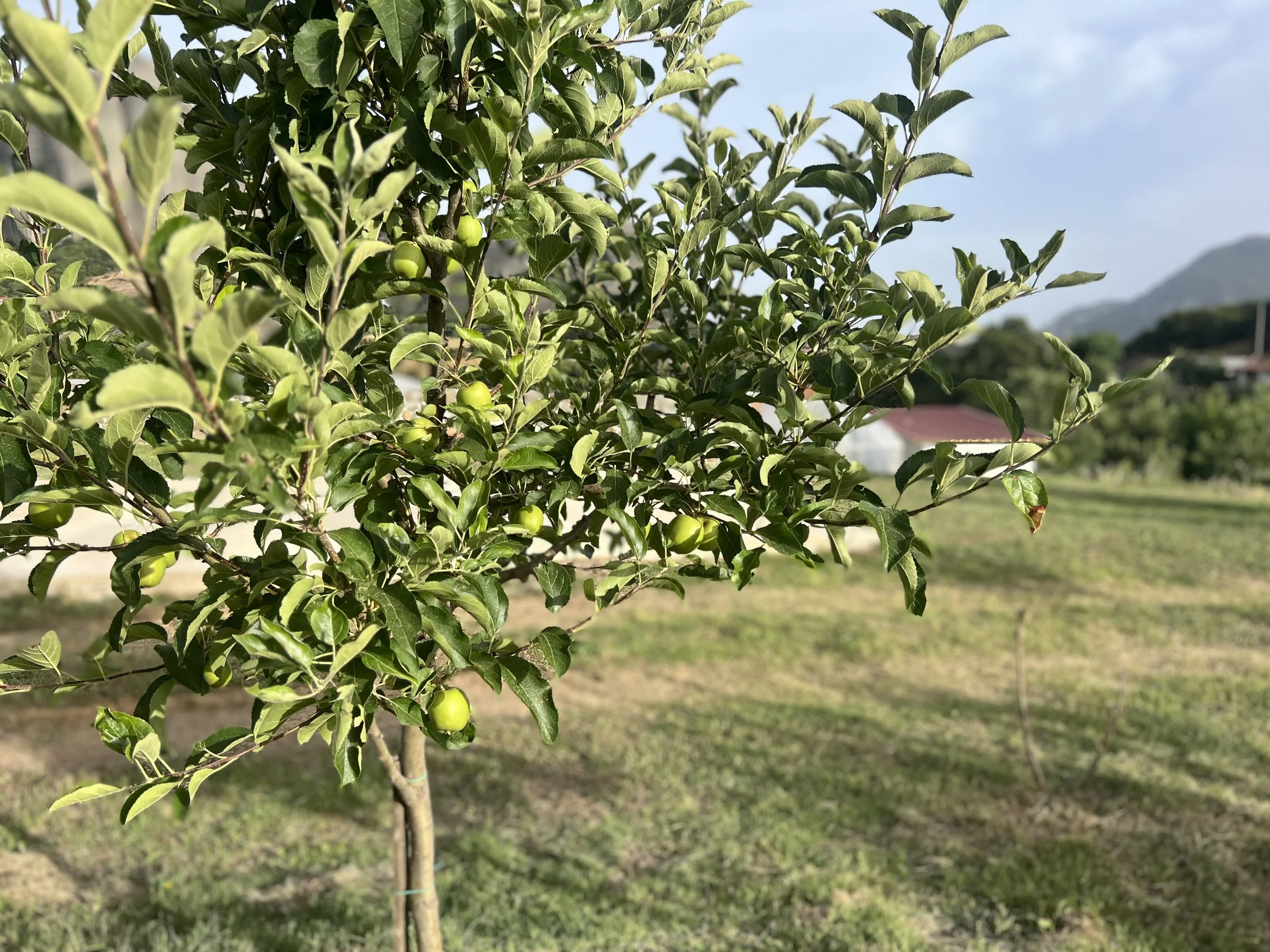 IMG_4235.jpeg