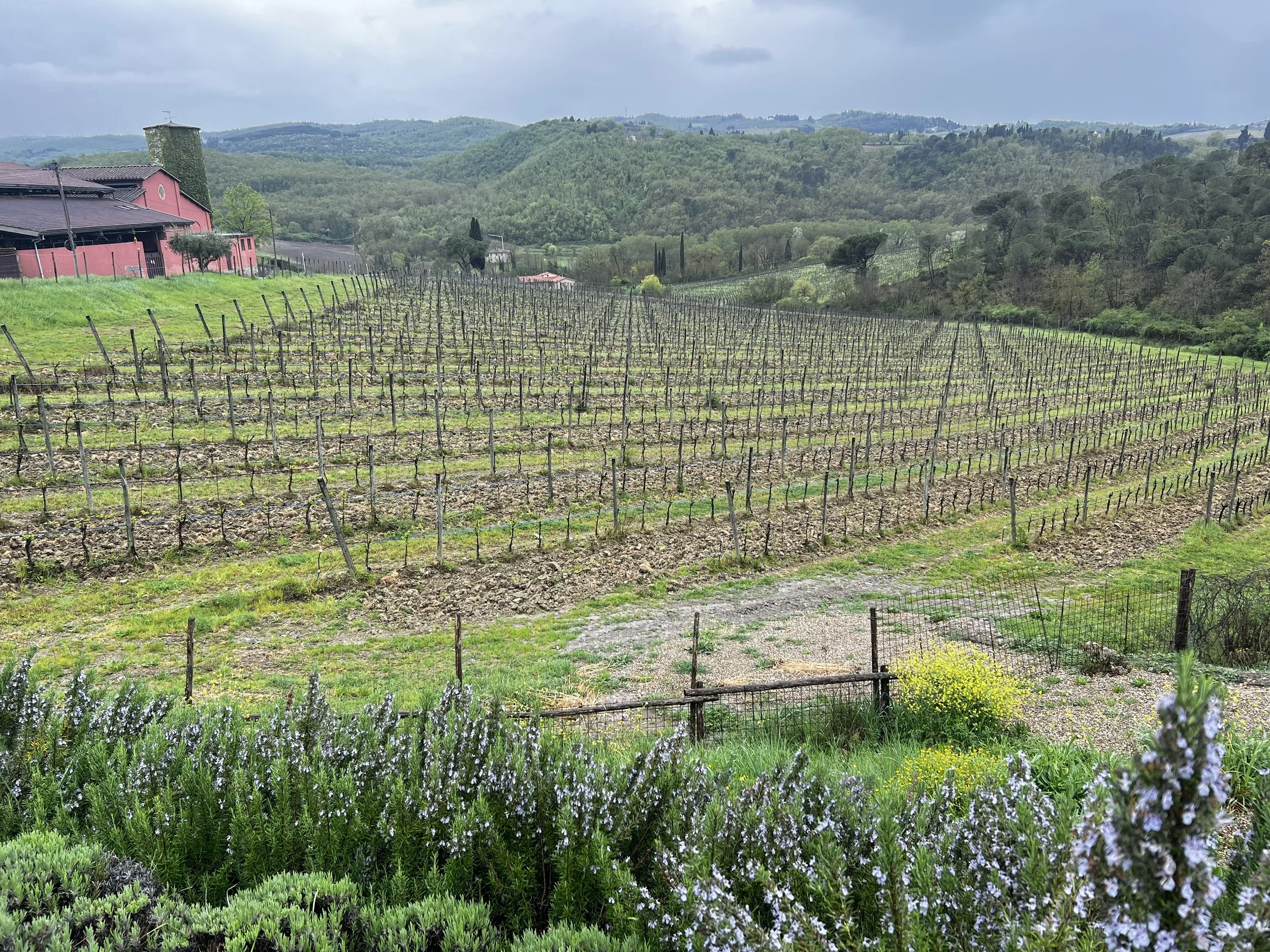 Gourmet Tuscany: Food, Wine and the Italy We Hoped to Find