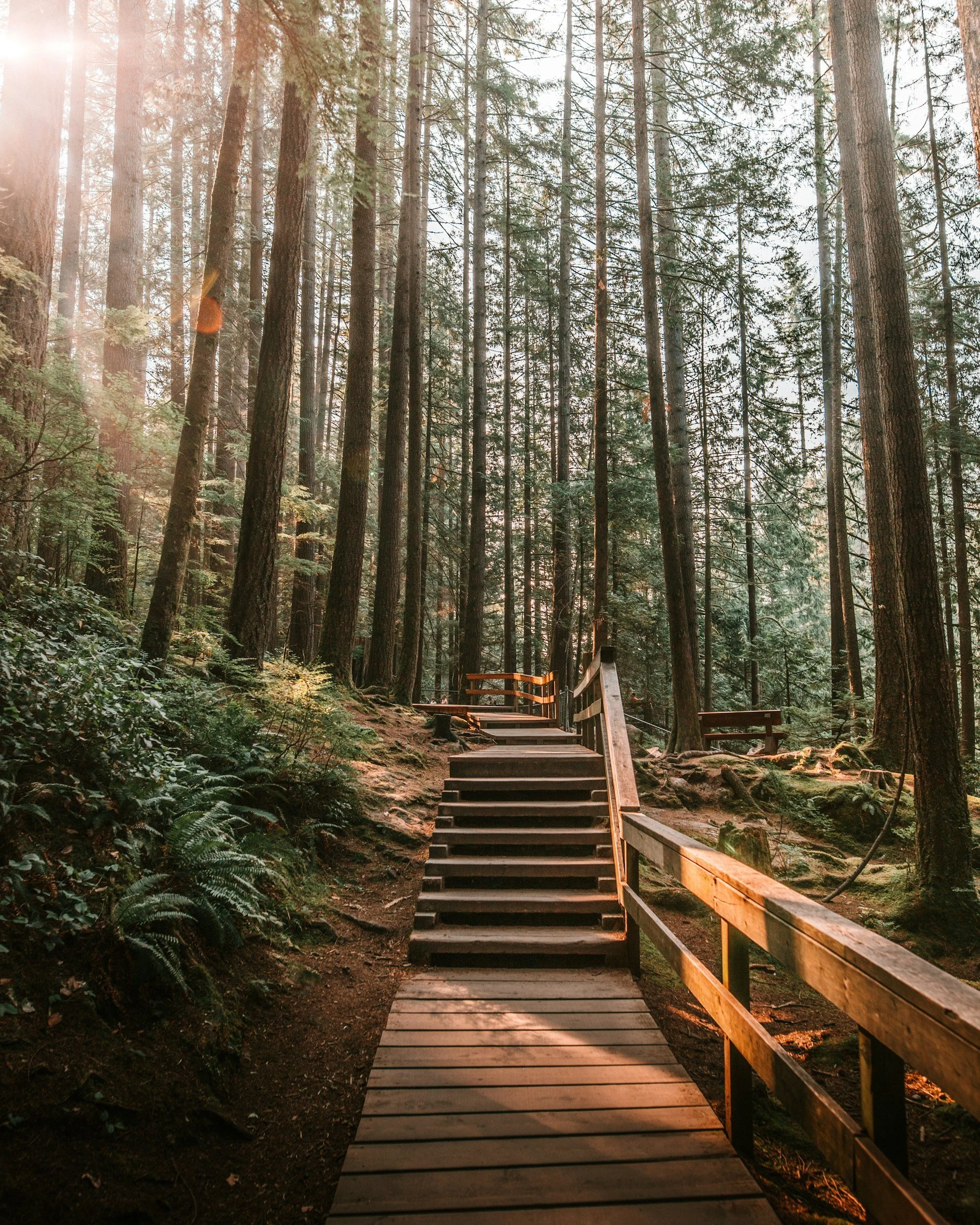 A wooden trail with stairs and handrails in a tall forest with sunlight filtering through the trees.