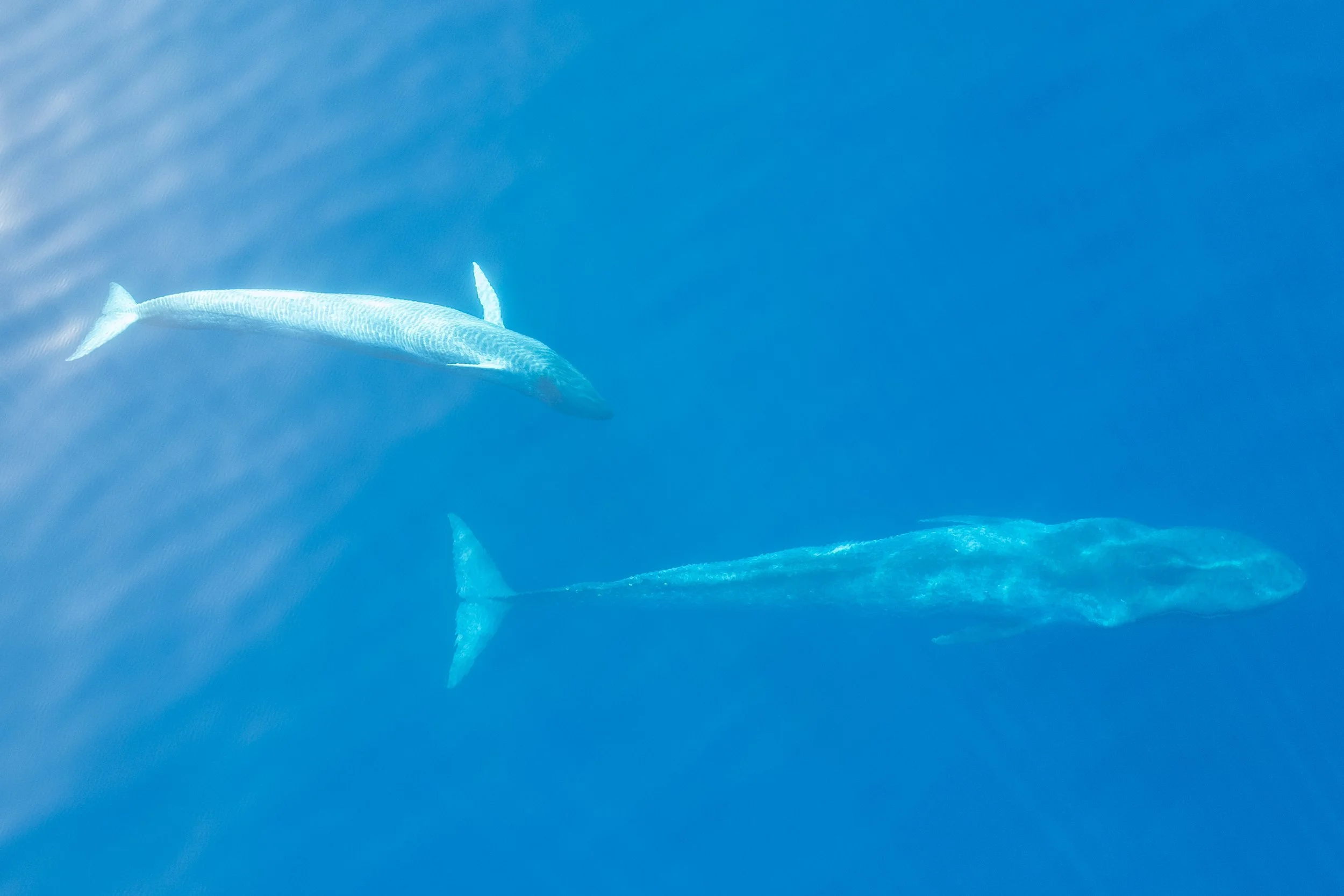 Zwischen Tourismus und Tierschutz - Welchen Weg schlägt Osttimor ein?